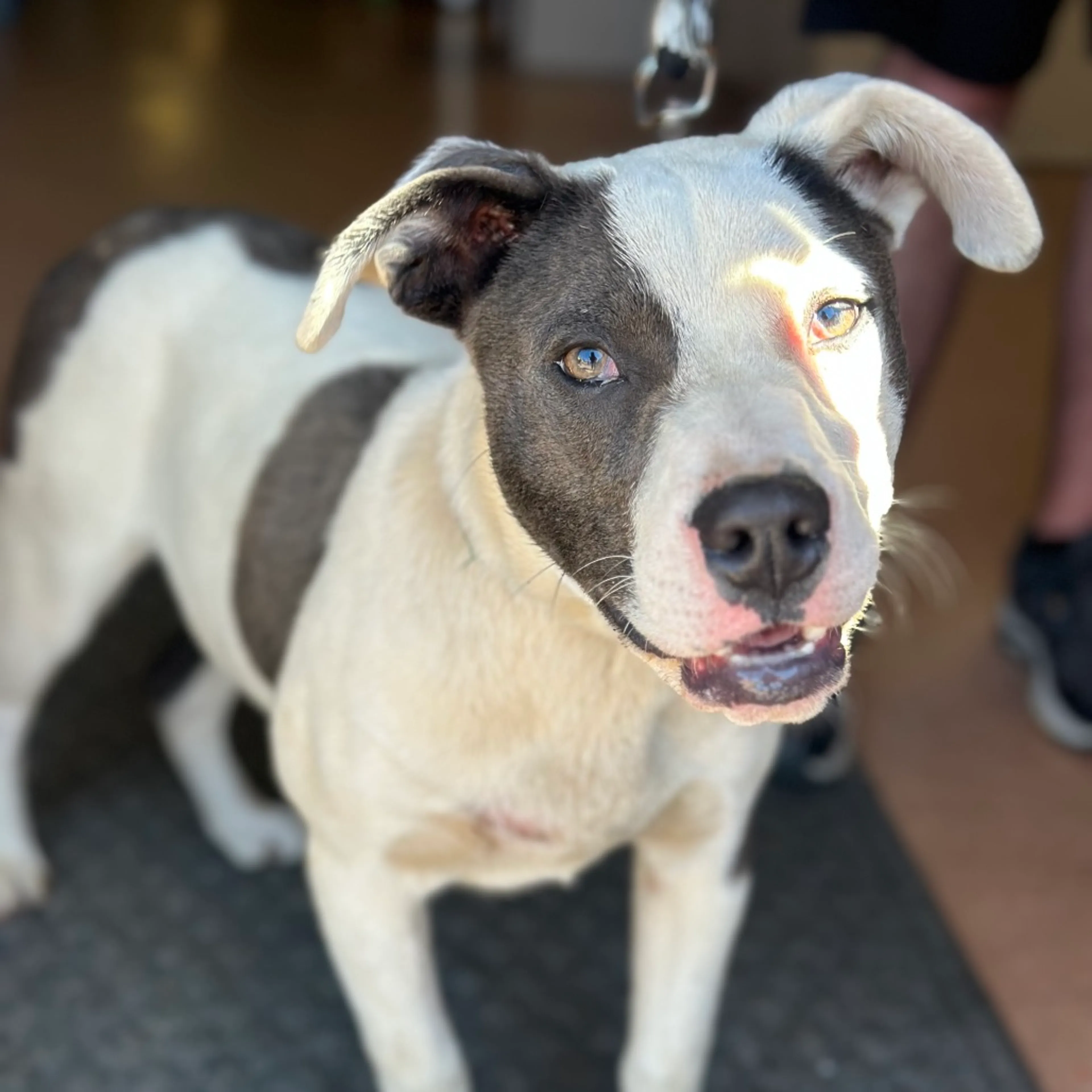 Found pet-1