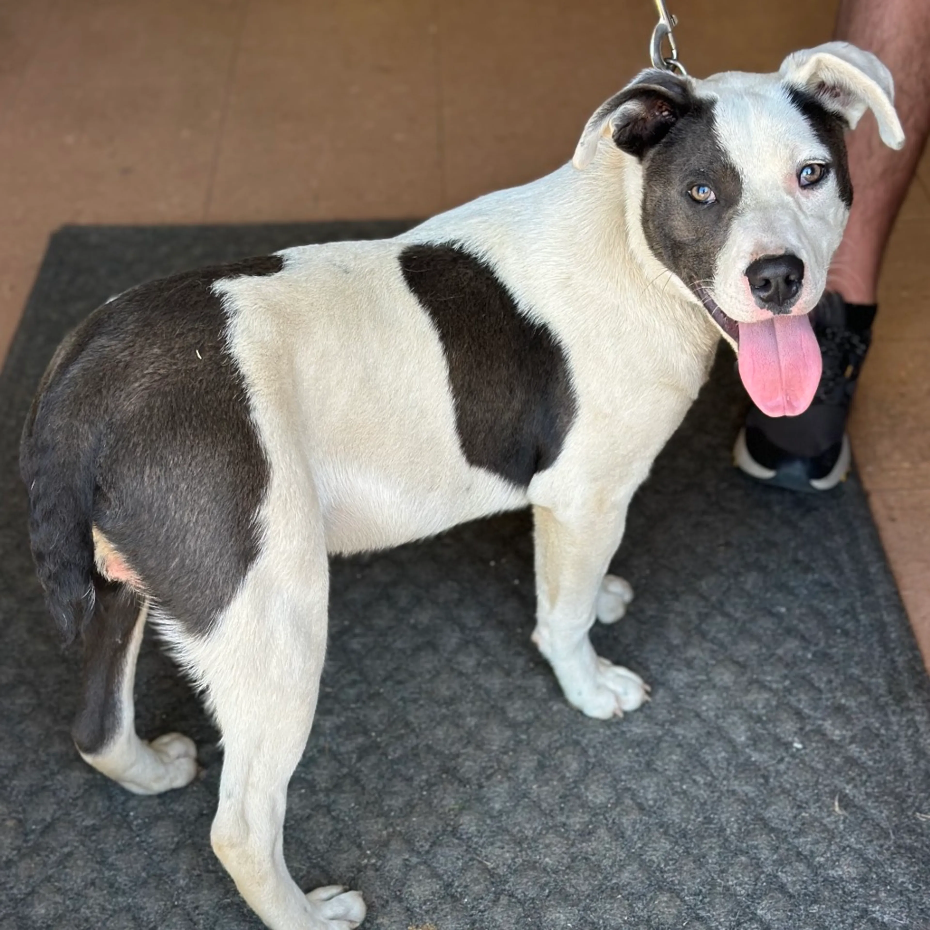 Found pet-2