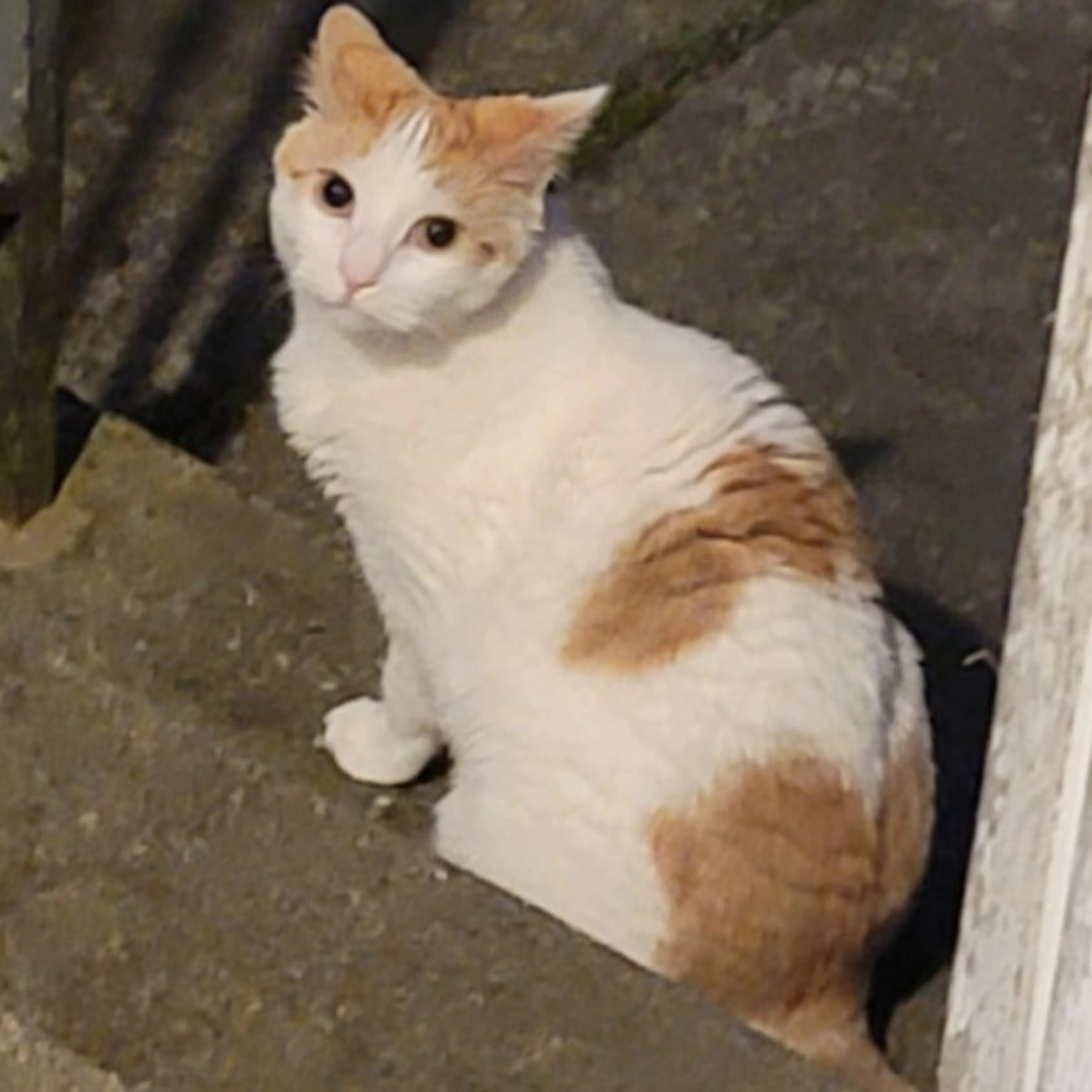 cdn image
