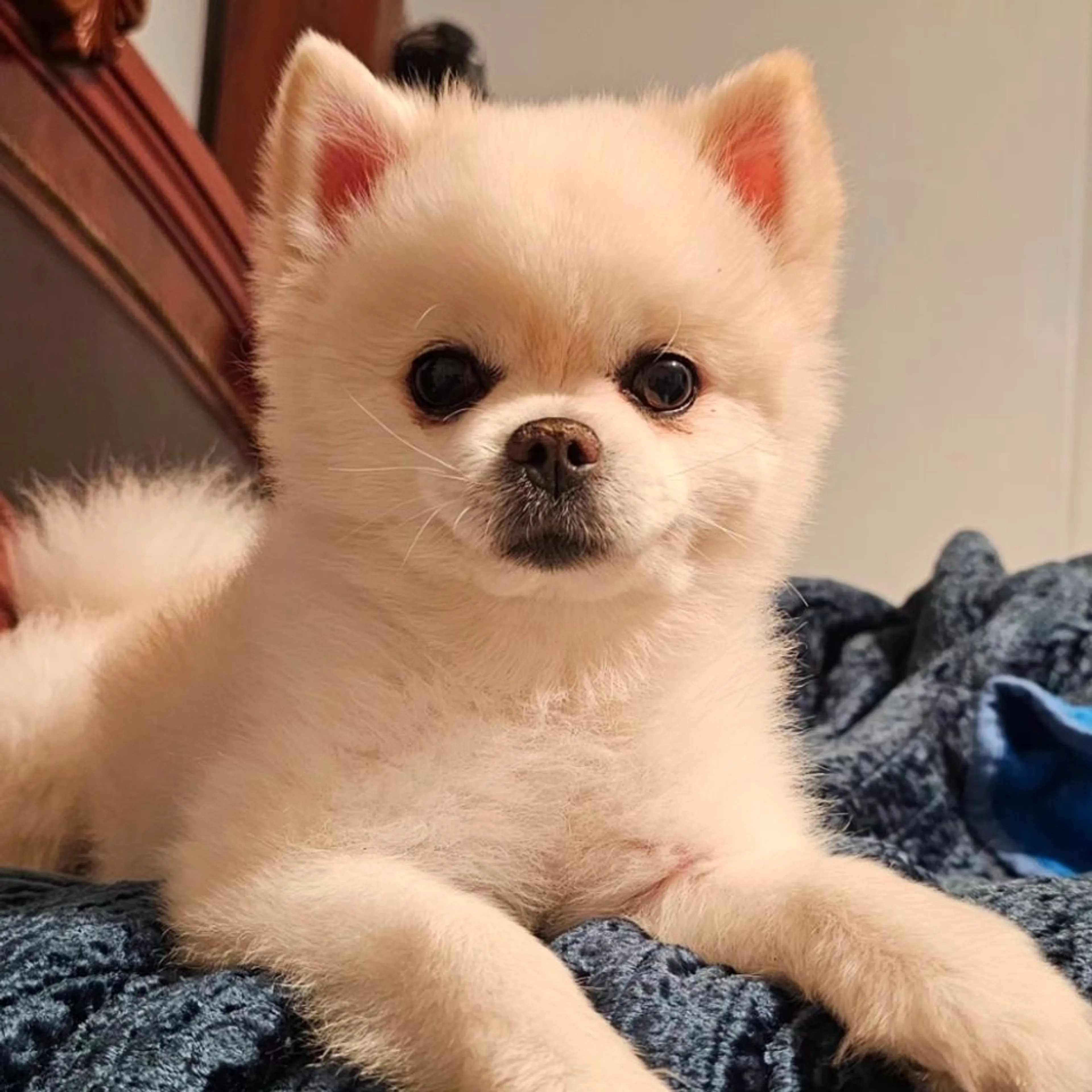 Lost pet