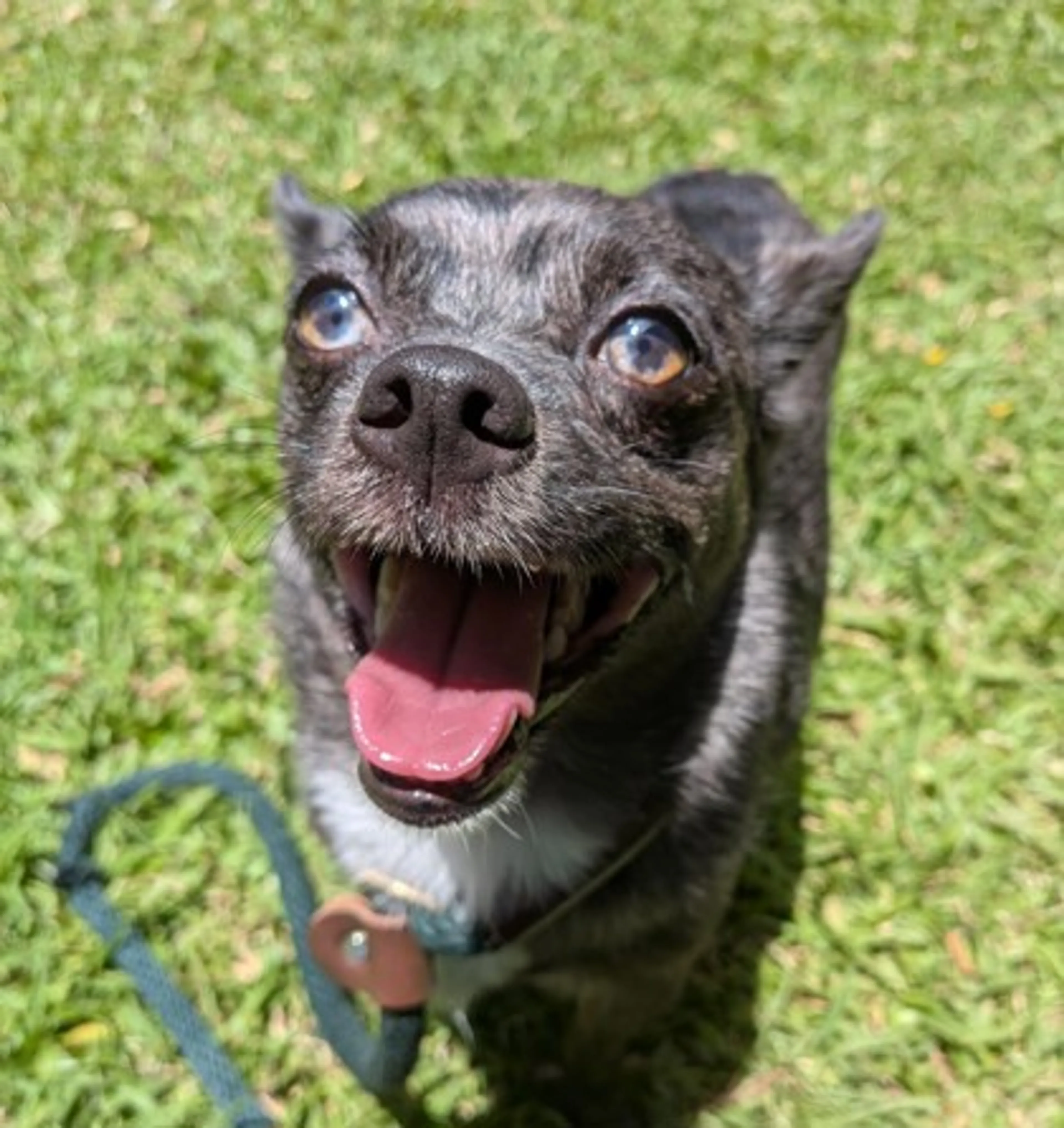Found pet-1