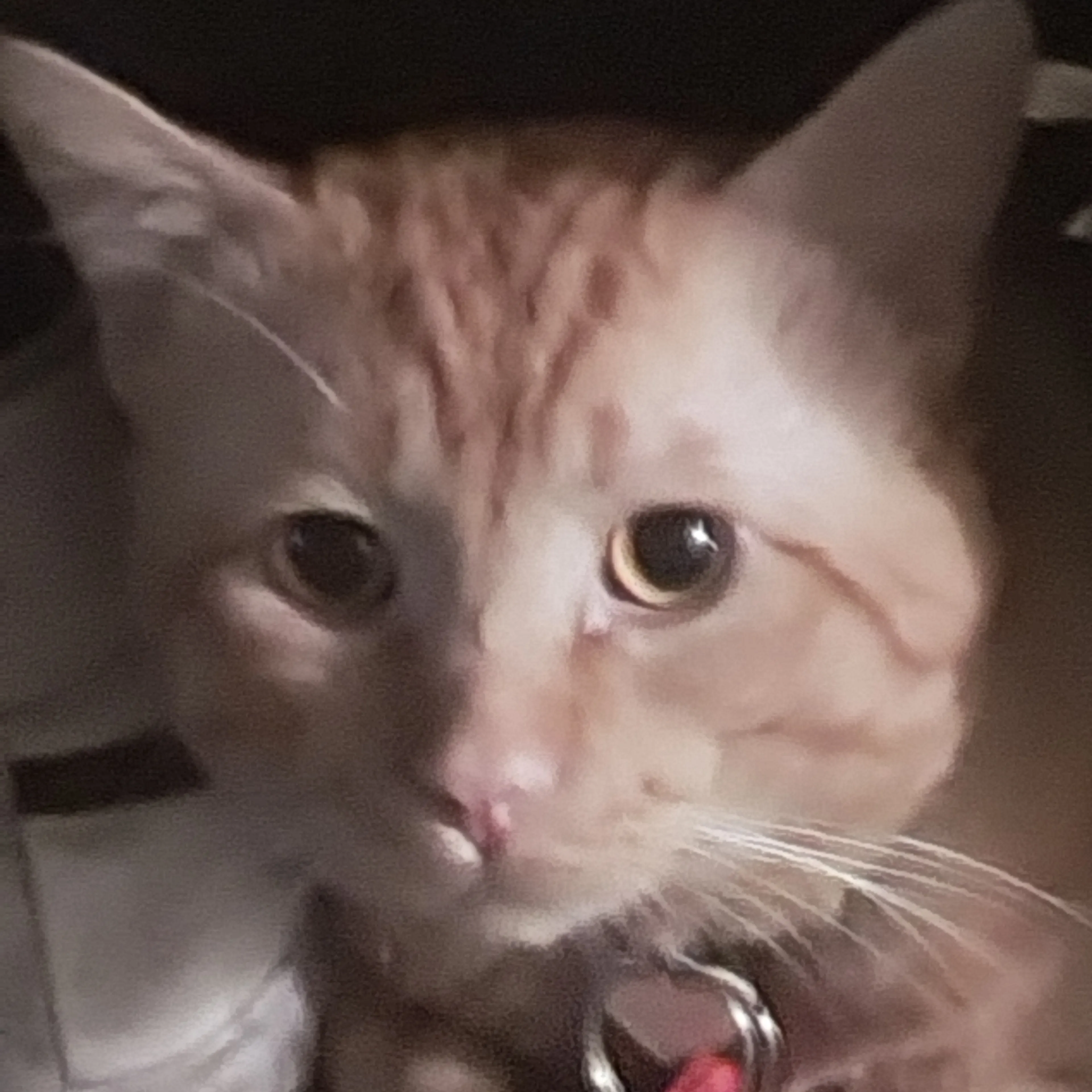 Lost pet-2