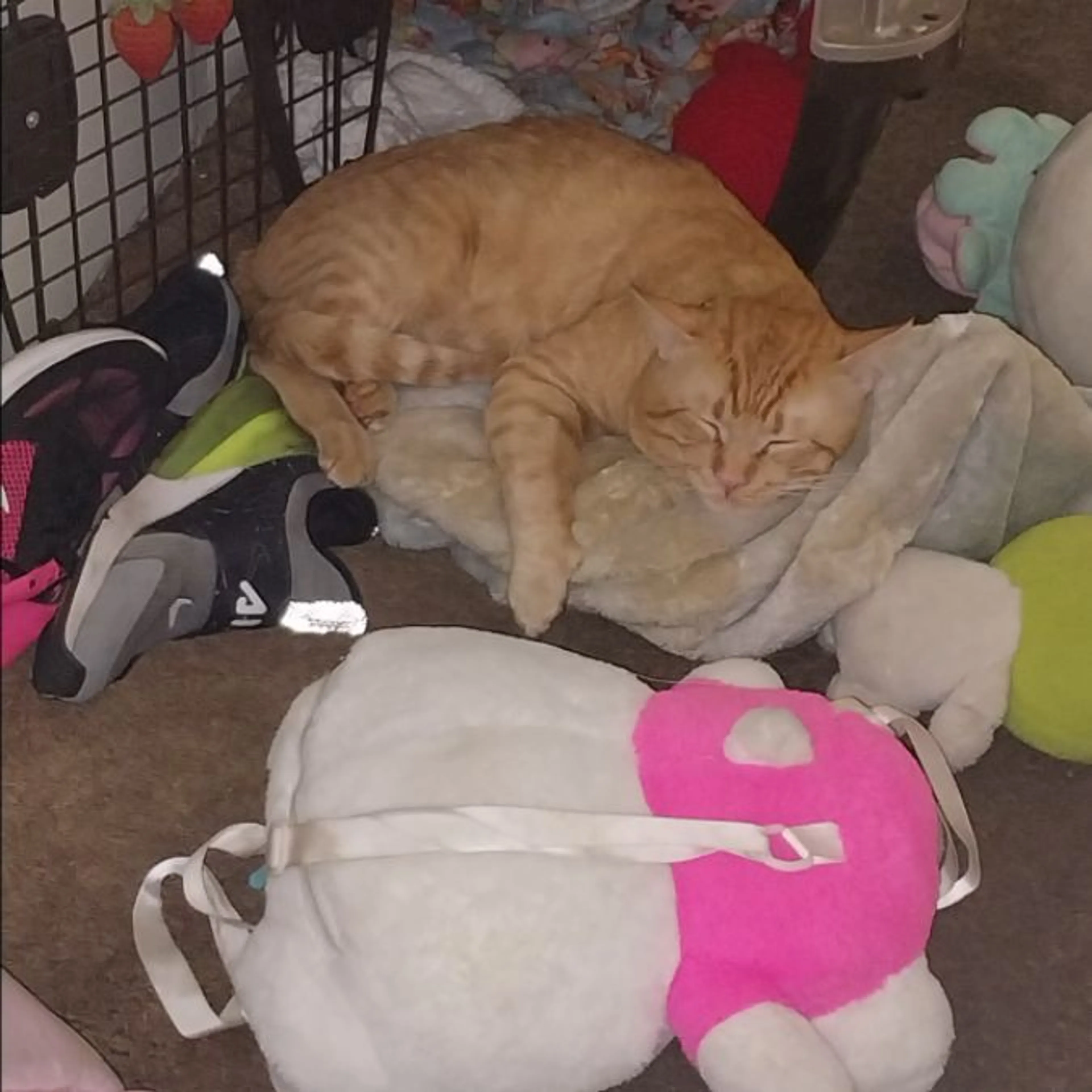 Lost pet-0