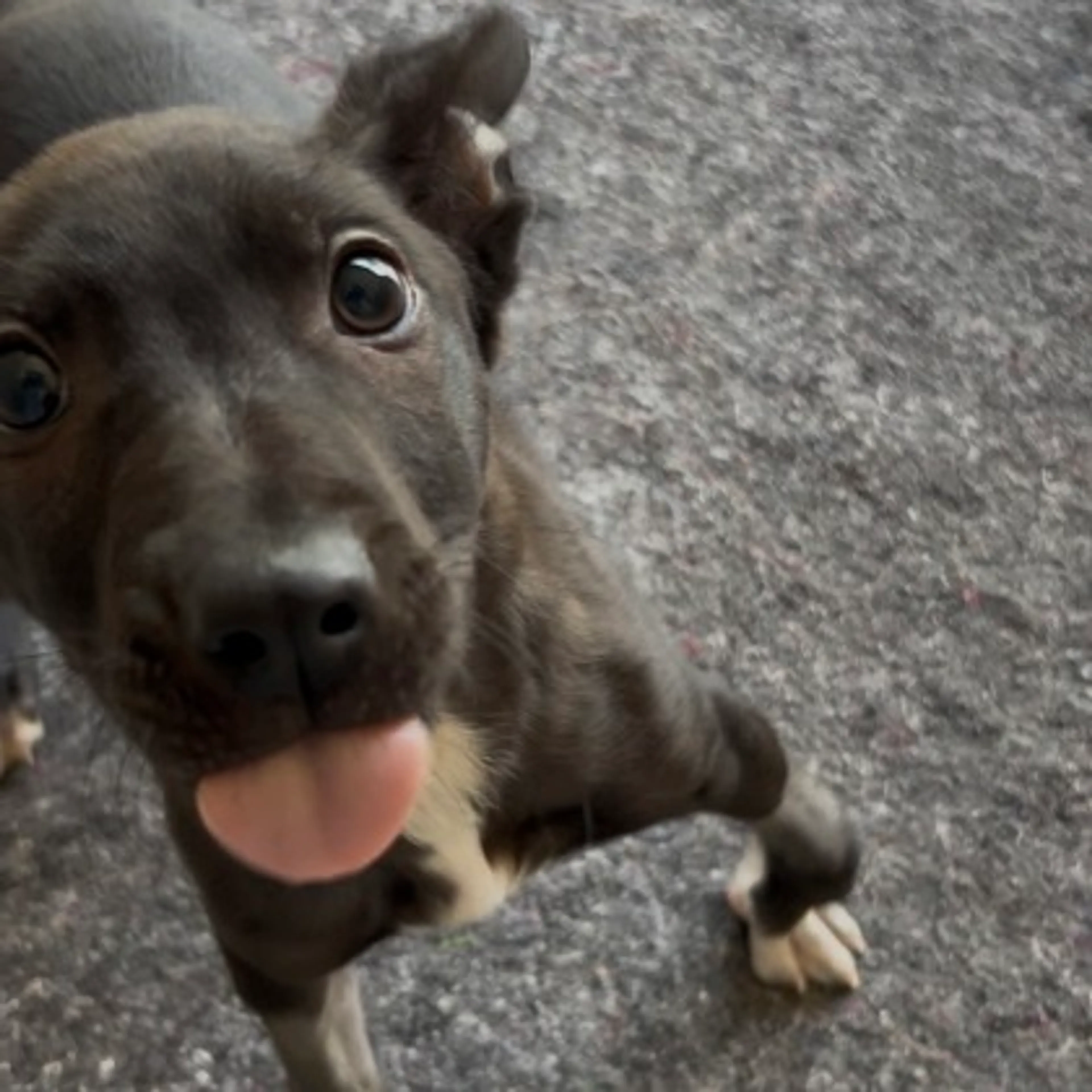 Found pet-2