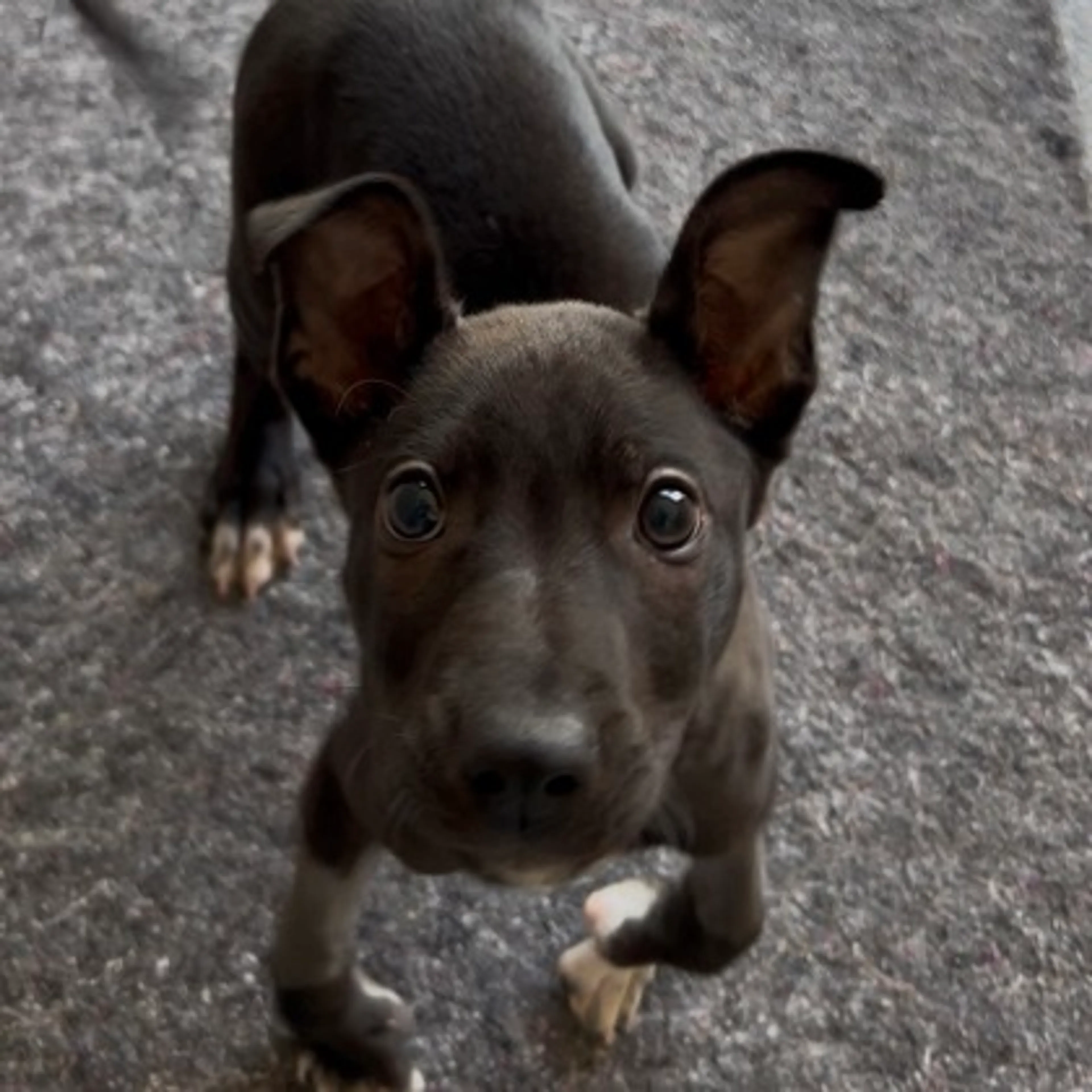 Found pet-1