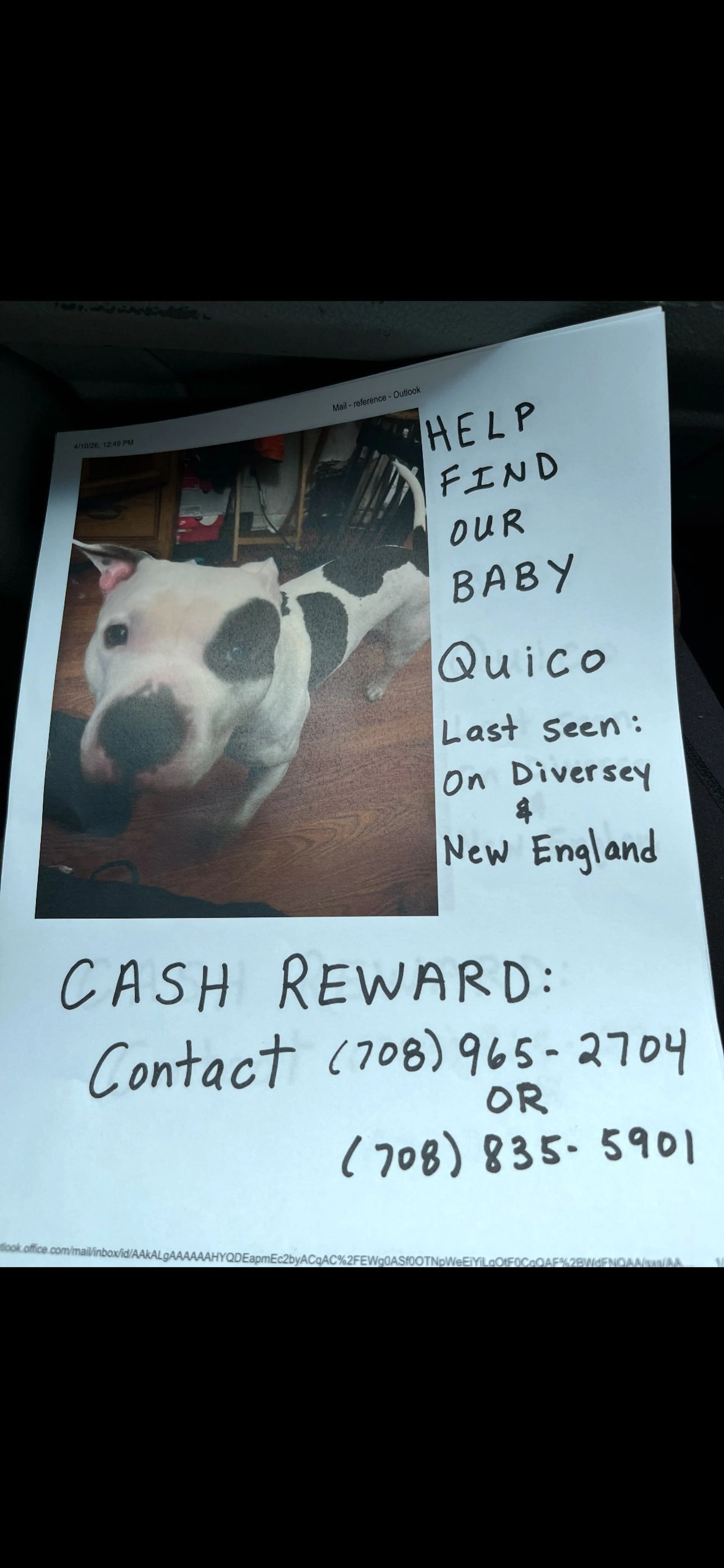 Lost pet