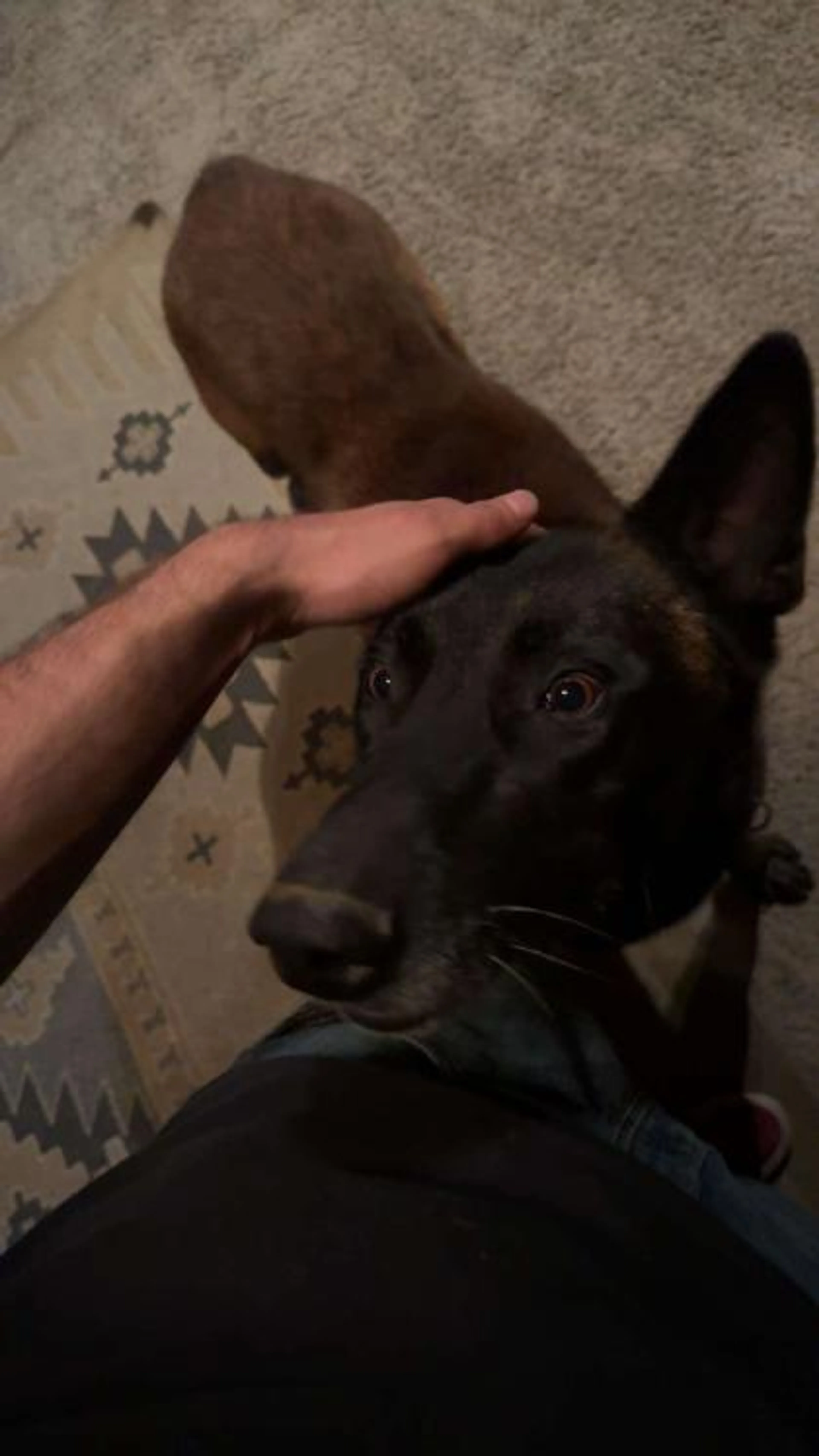 Found pet