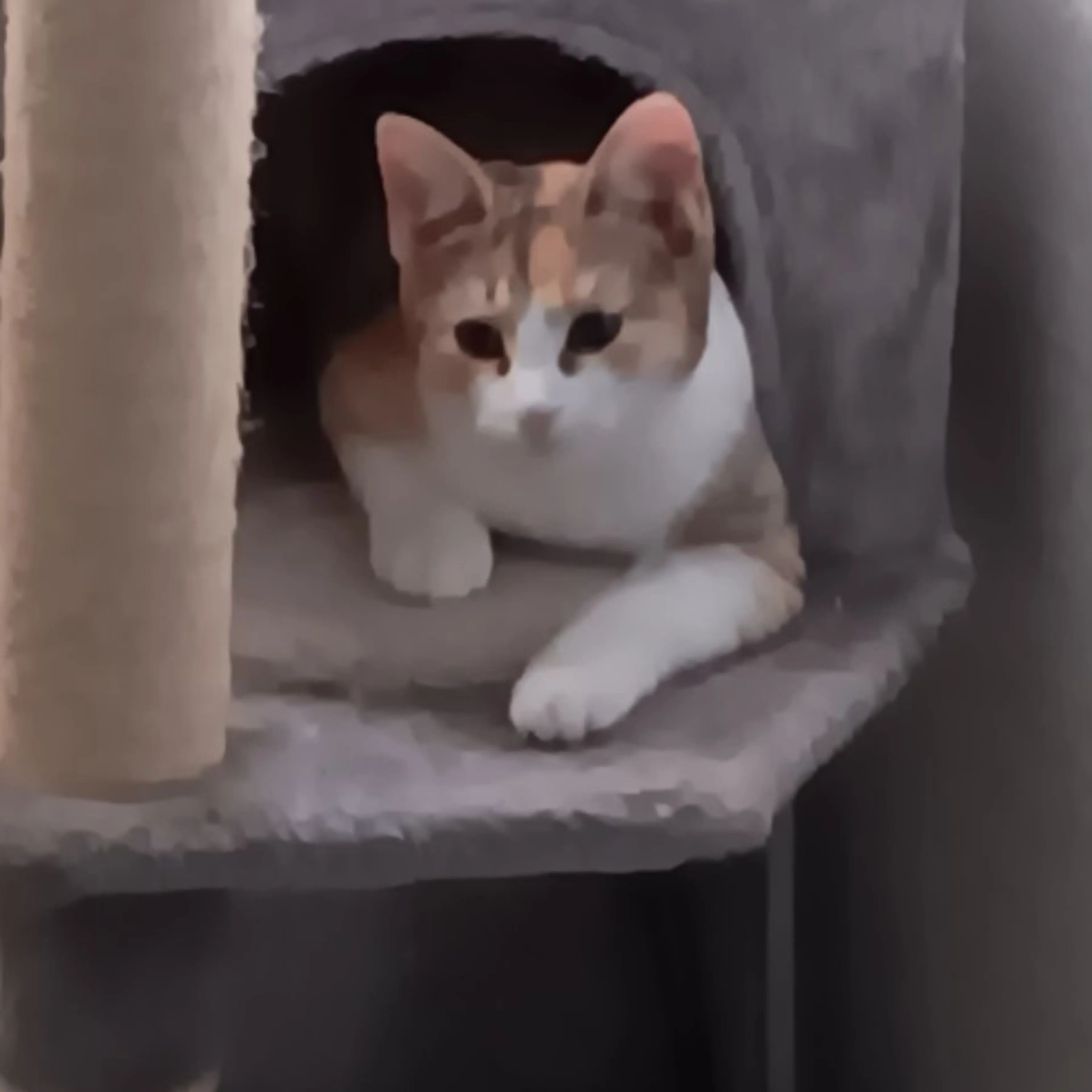 Lost pet-0