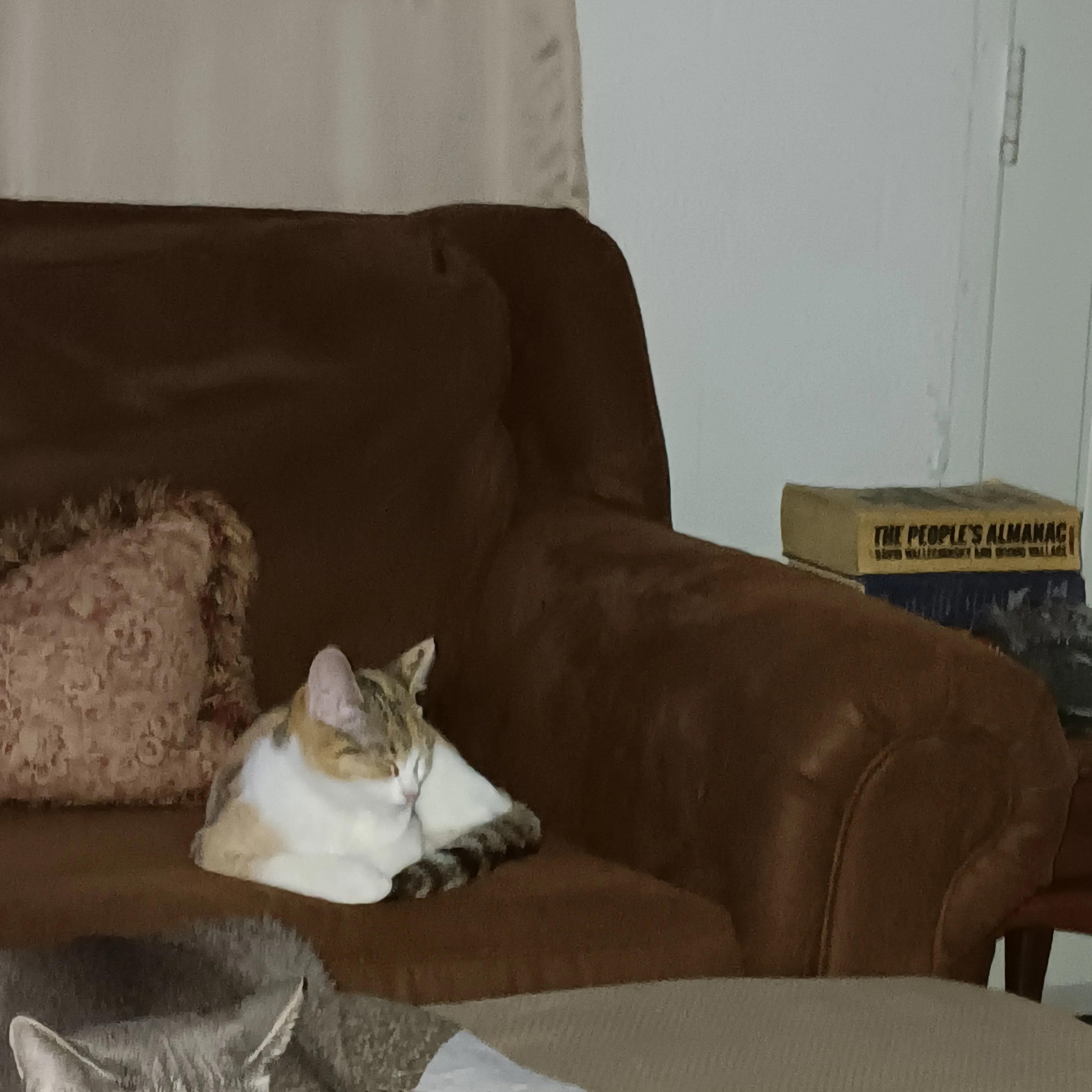 Lost pet-2