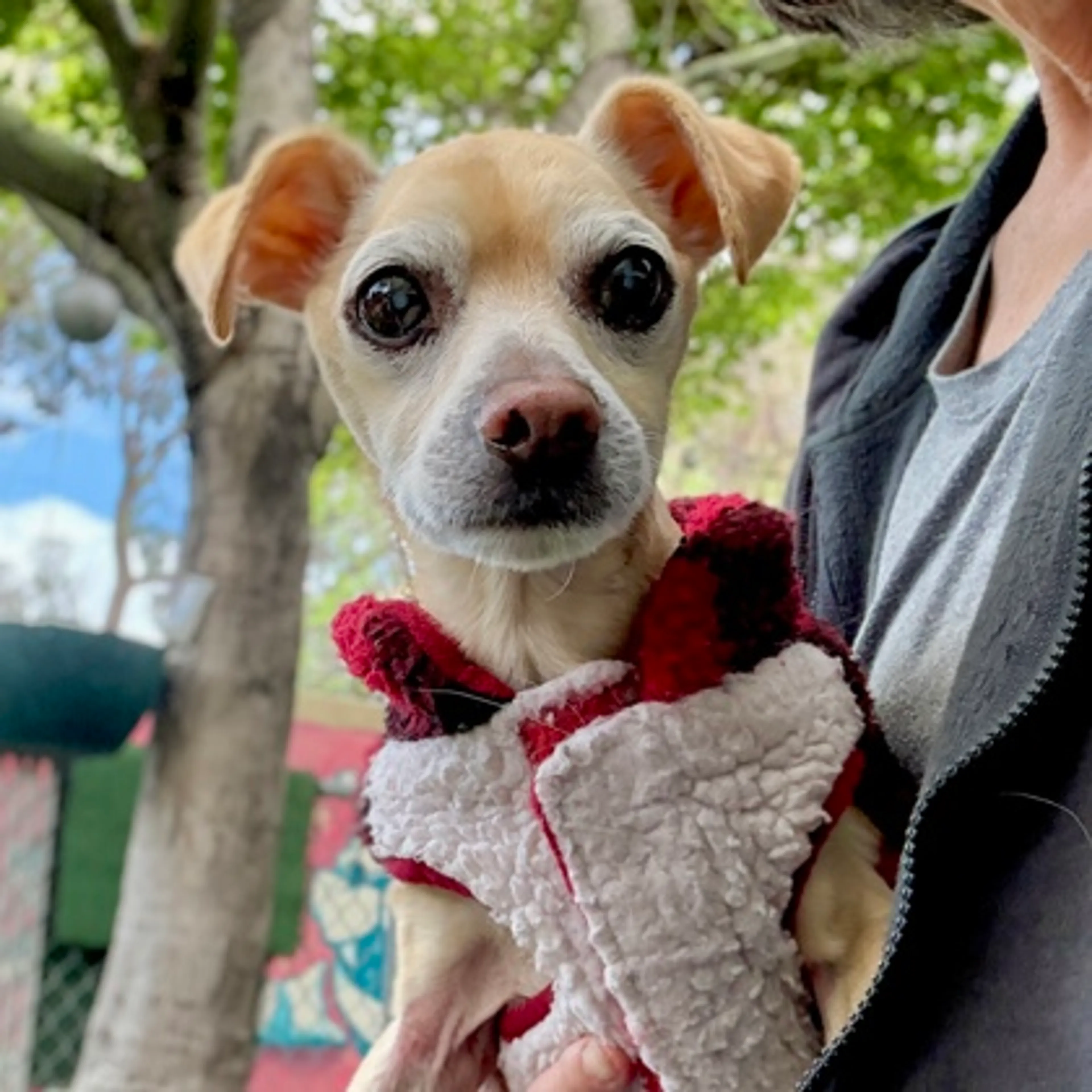 Found pet-1