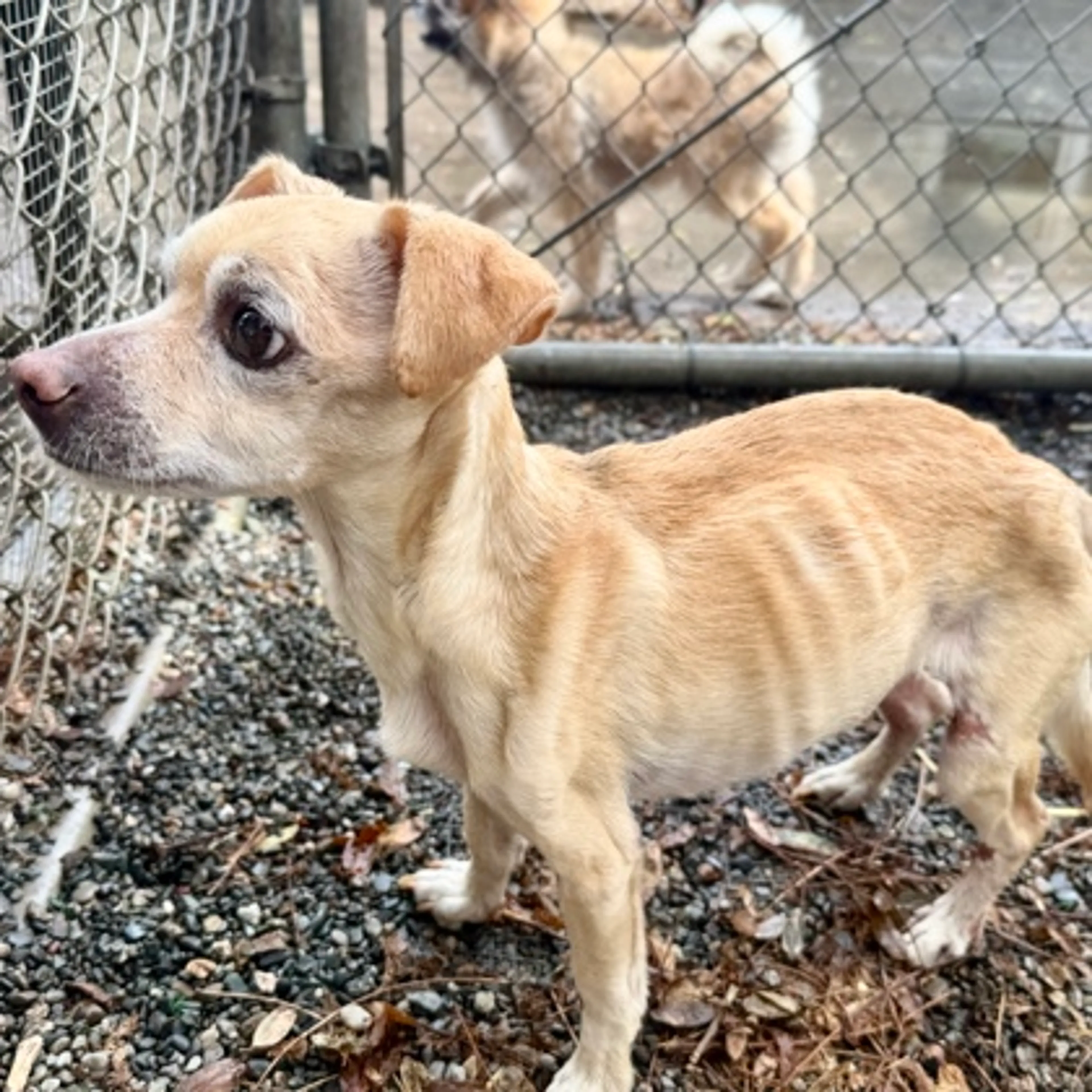 Found pet-2
