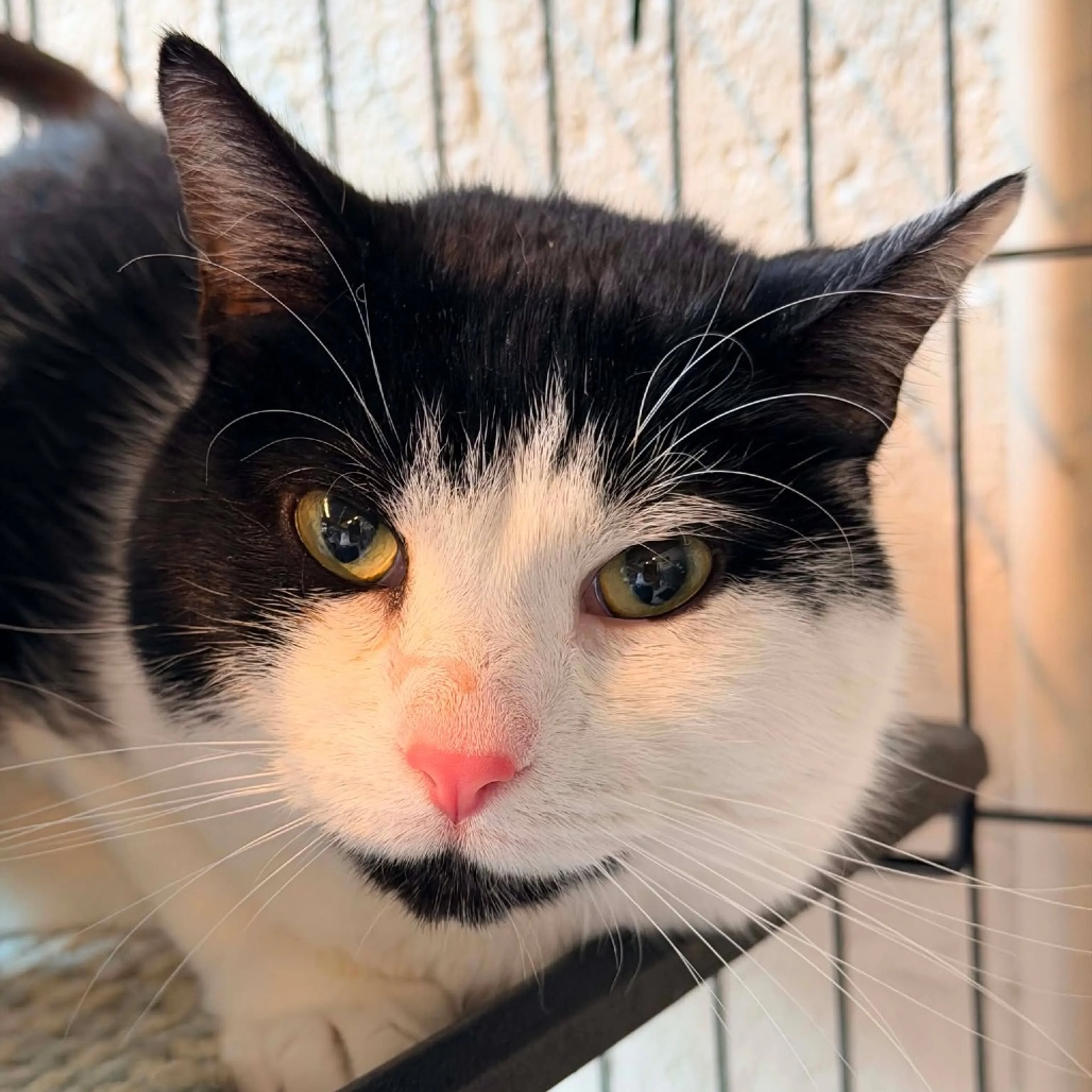 Found pet-1