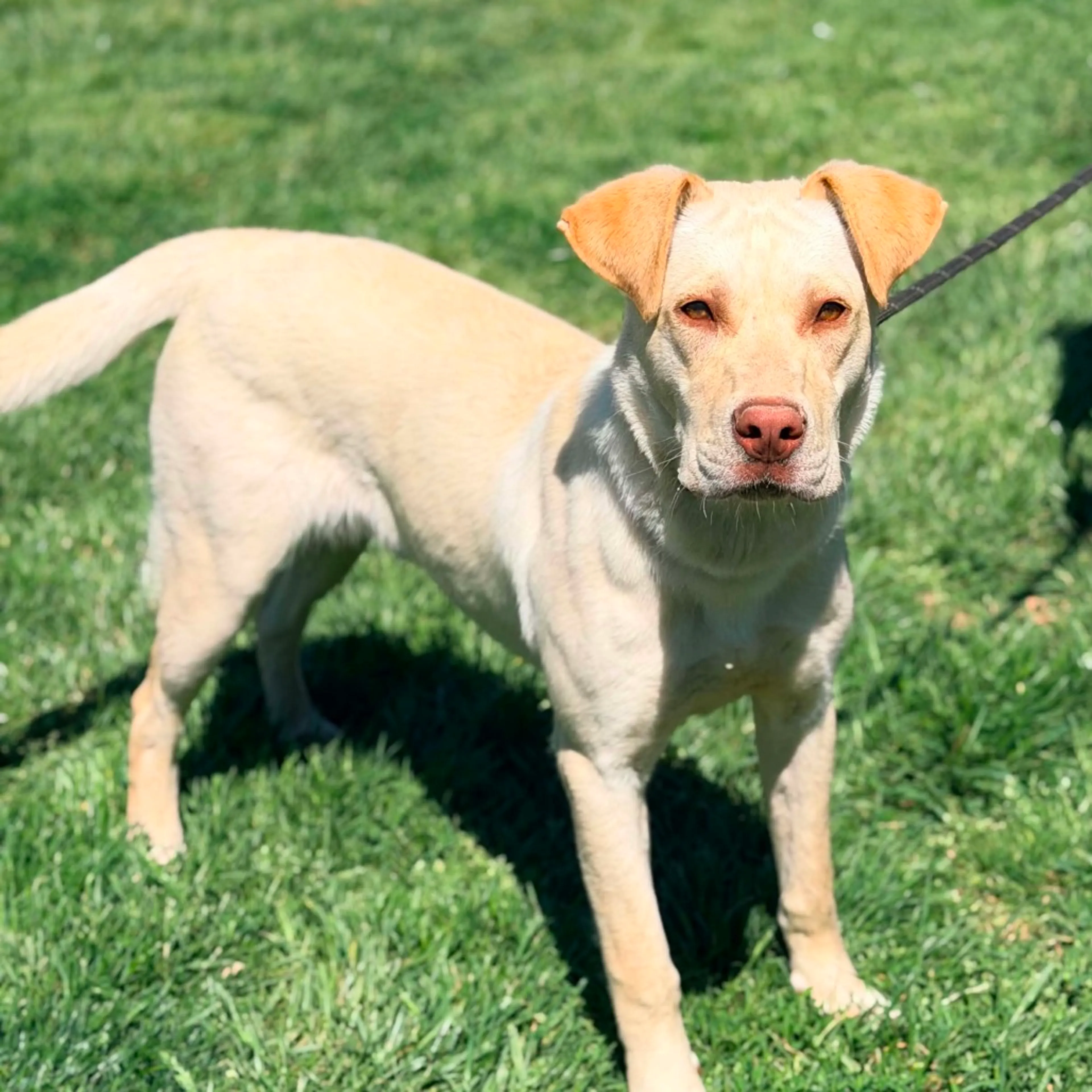 Found pet-6