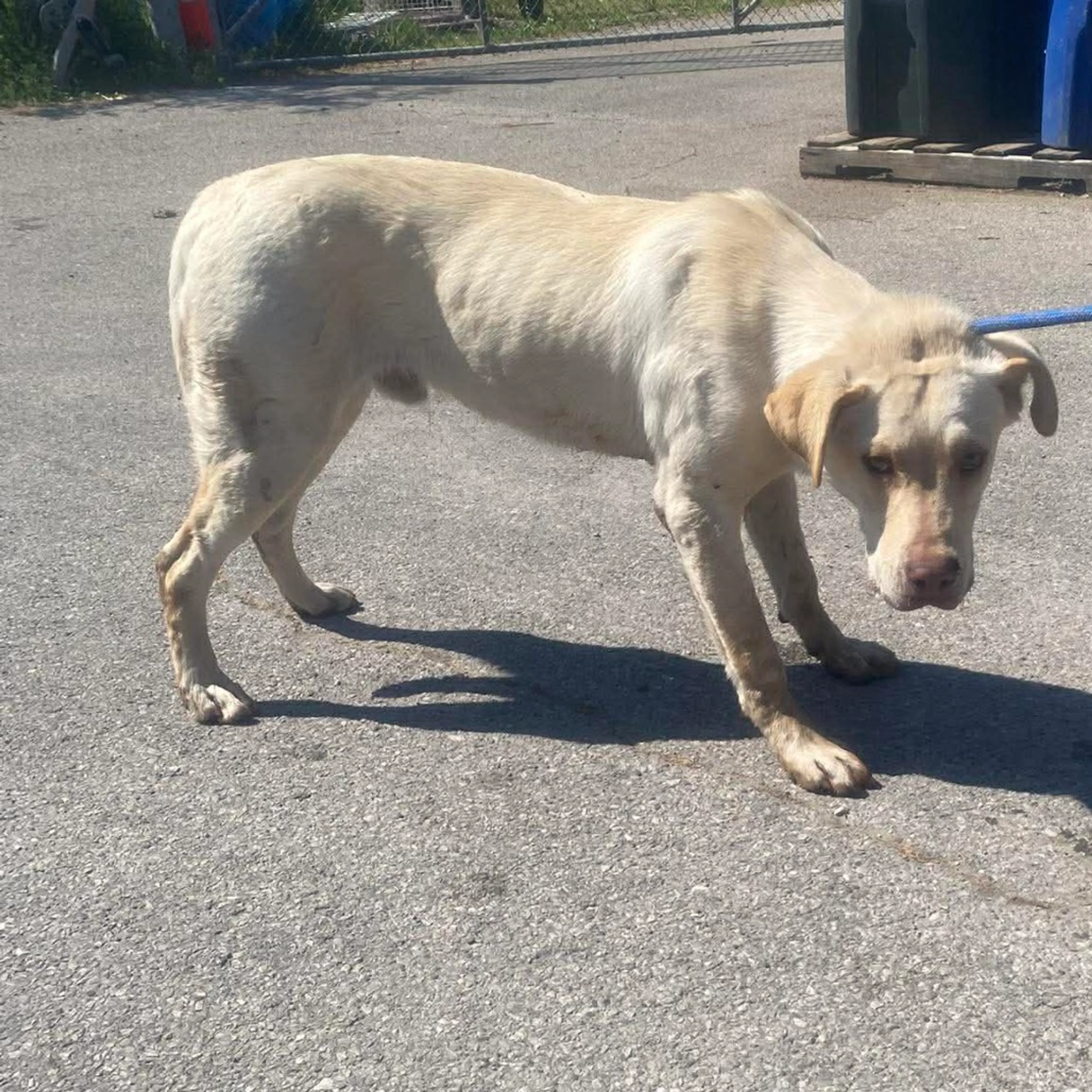 Found pet-1