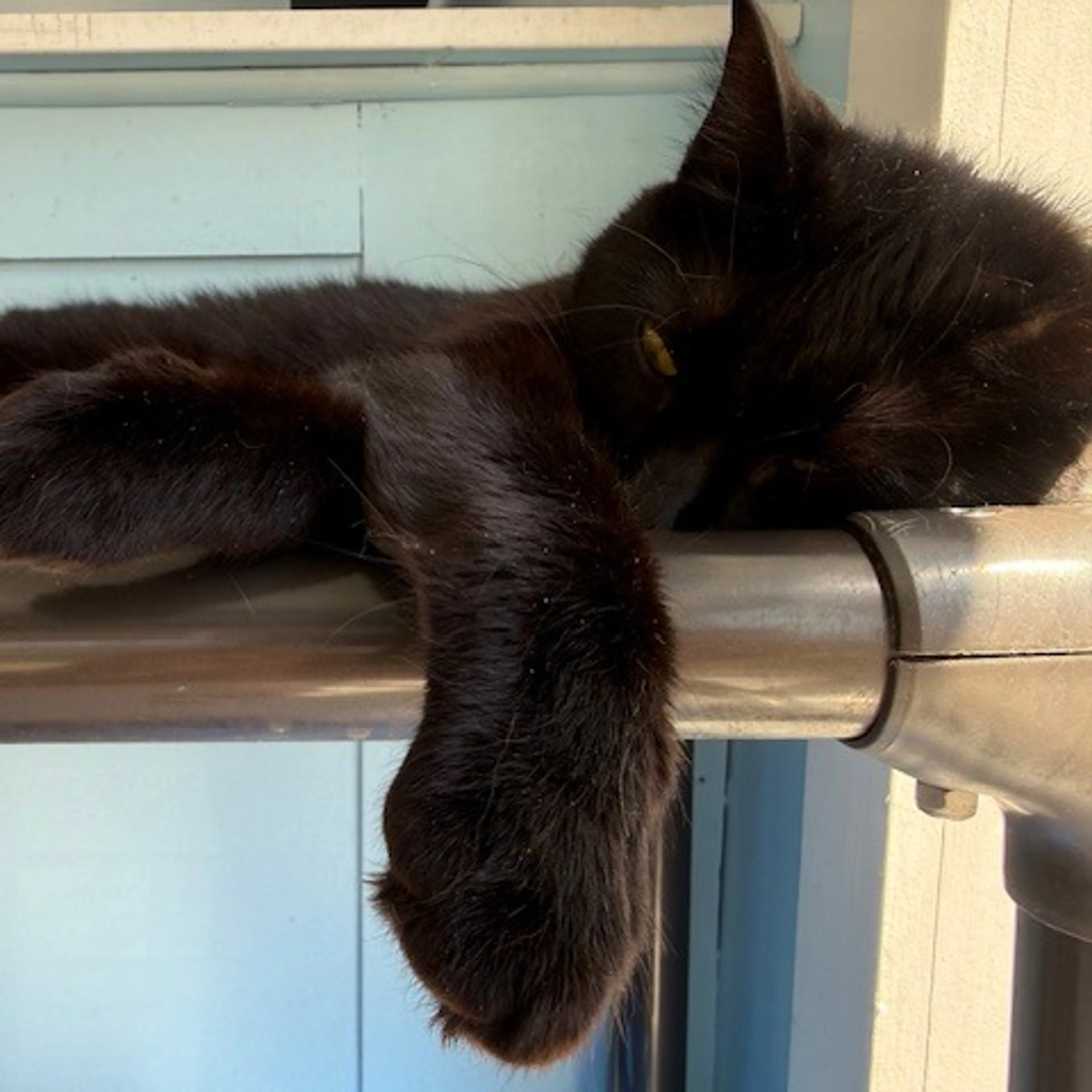Found pet-5