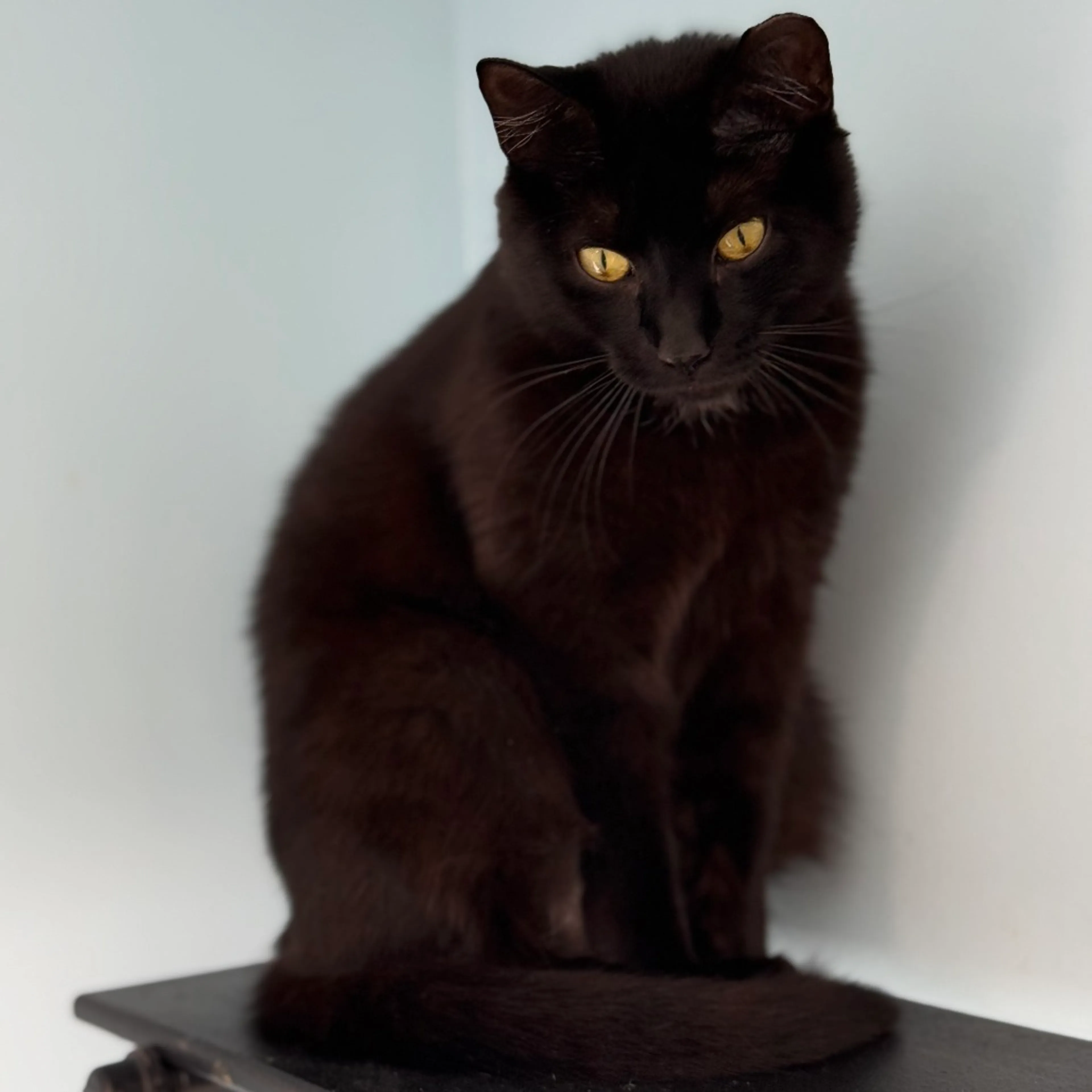 Found pet-8