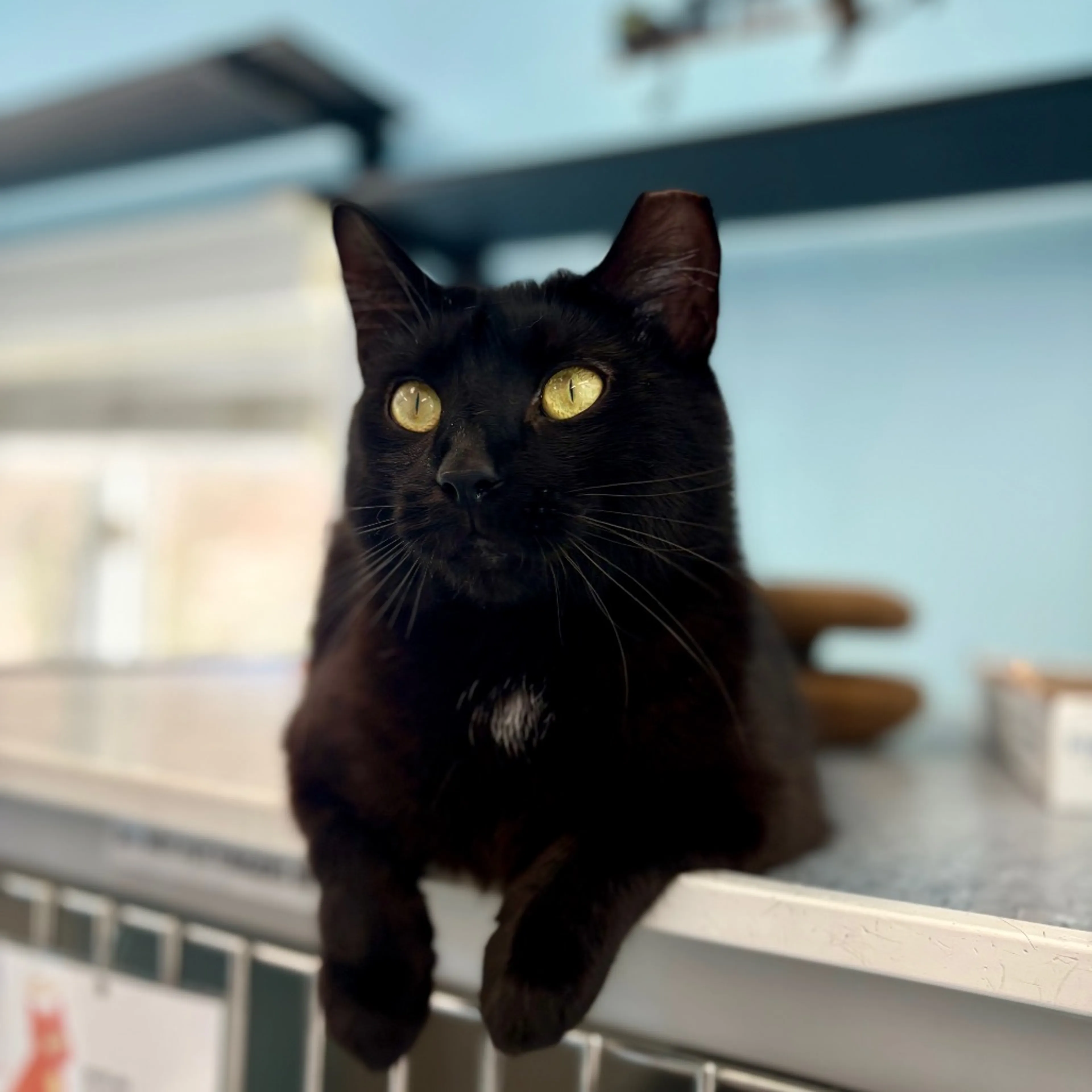 Found pet-13