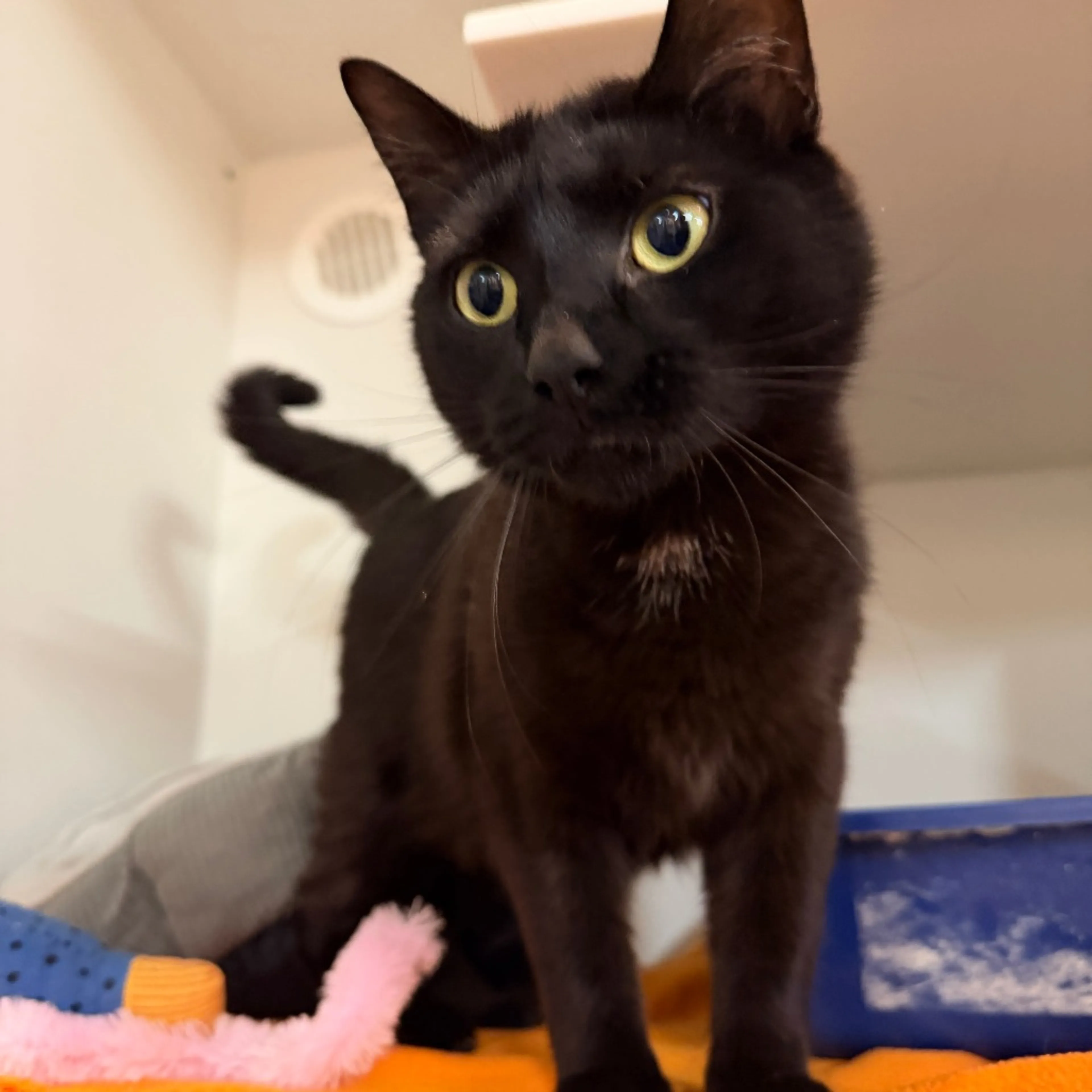Found pet-1