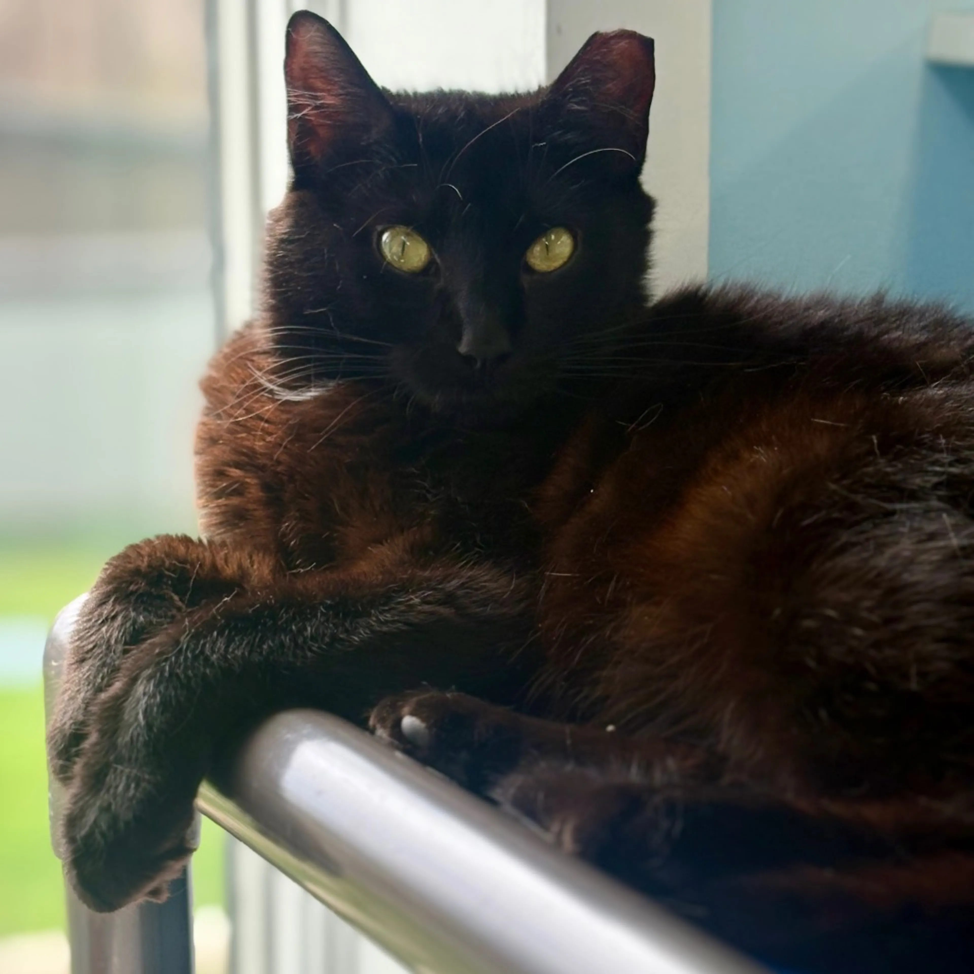 Found pet-10