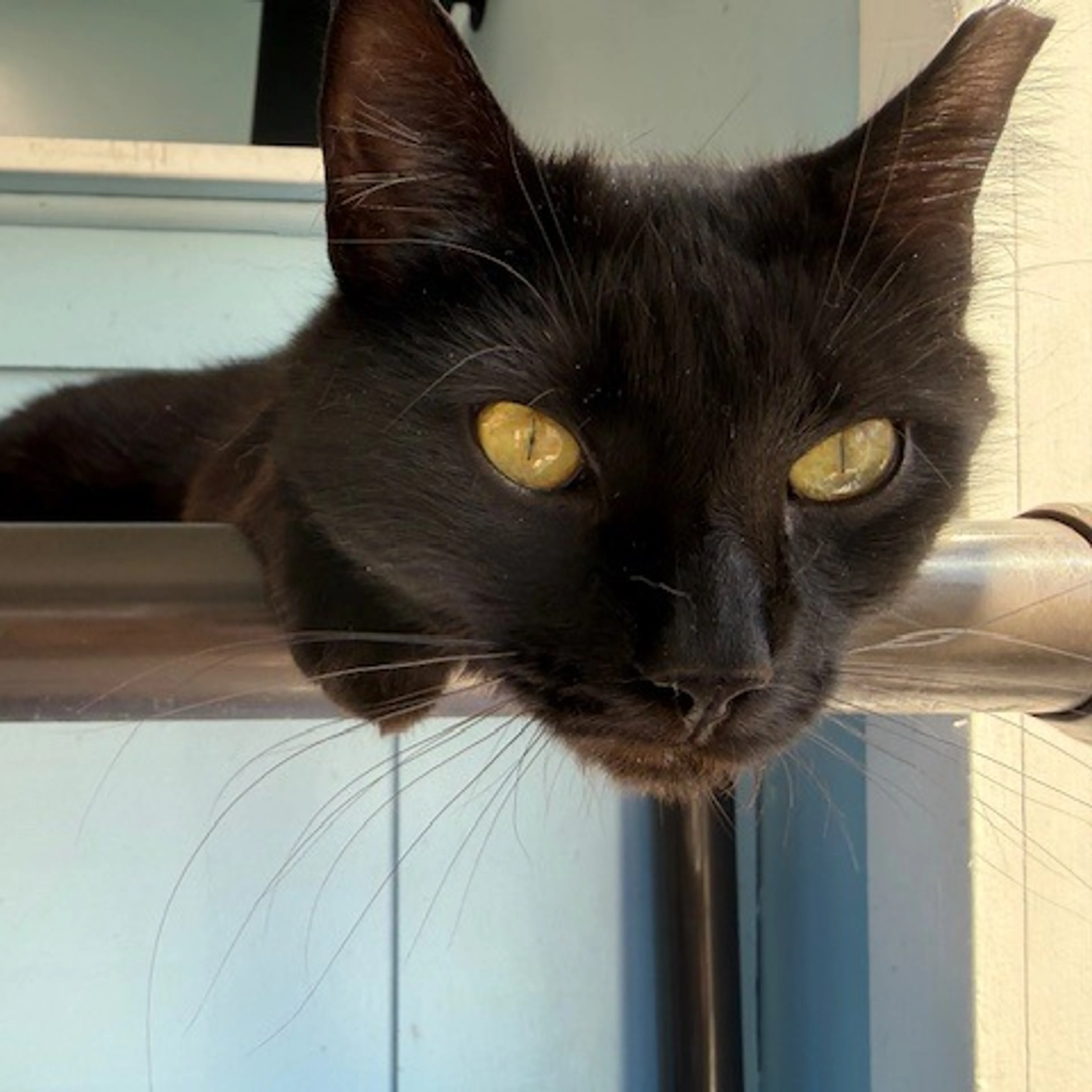Found pet-3