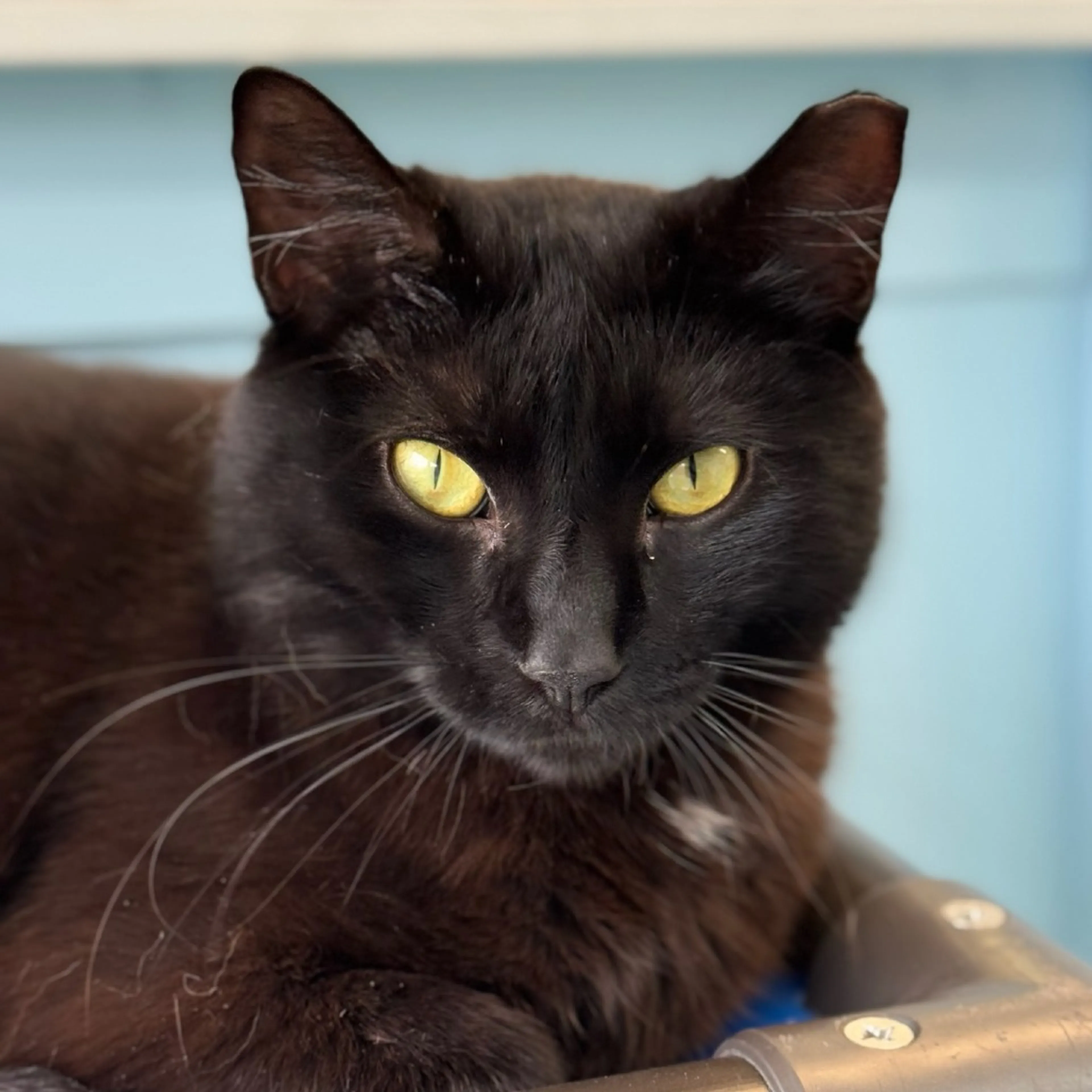 Found pet-14