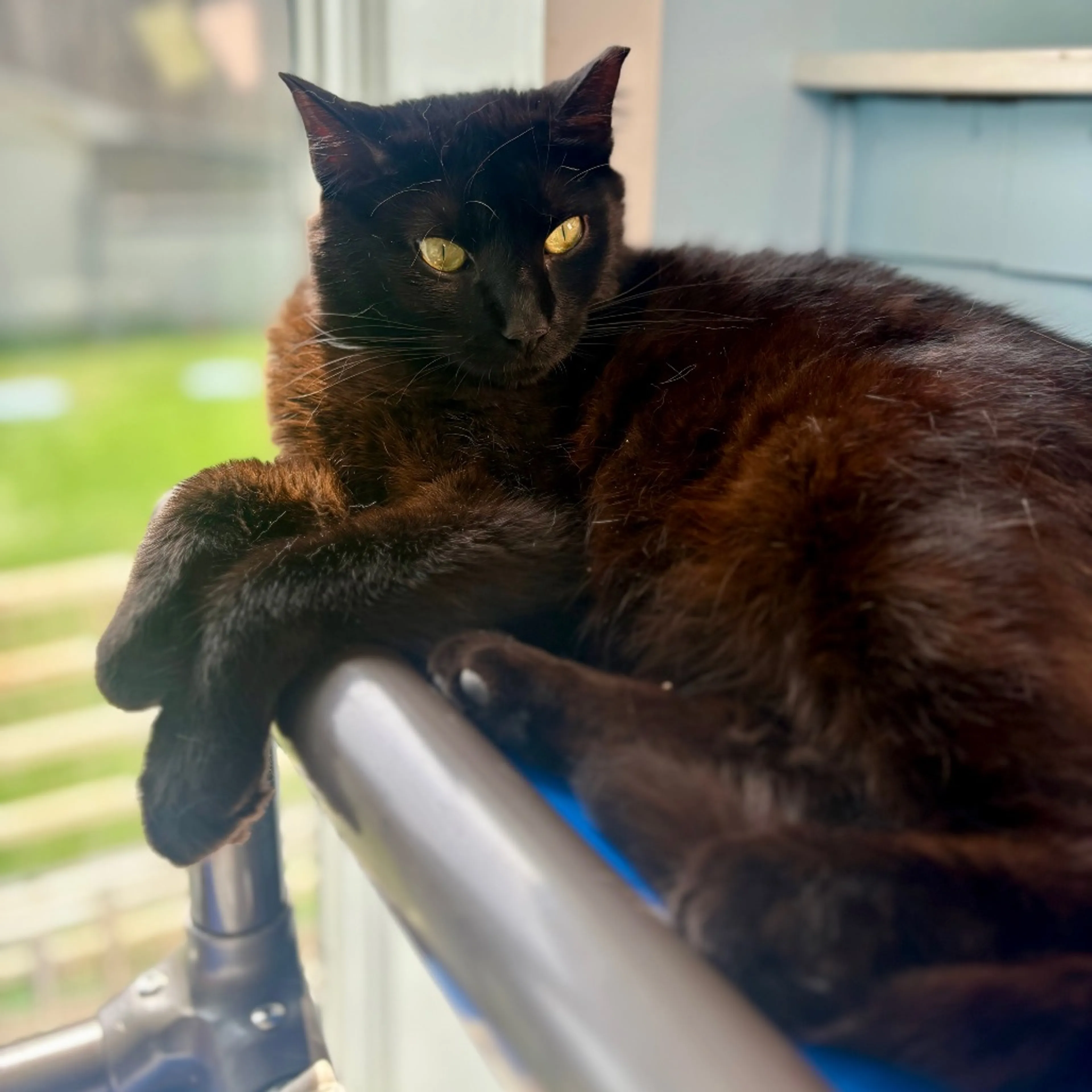 Found pet-9