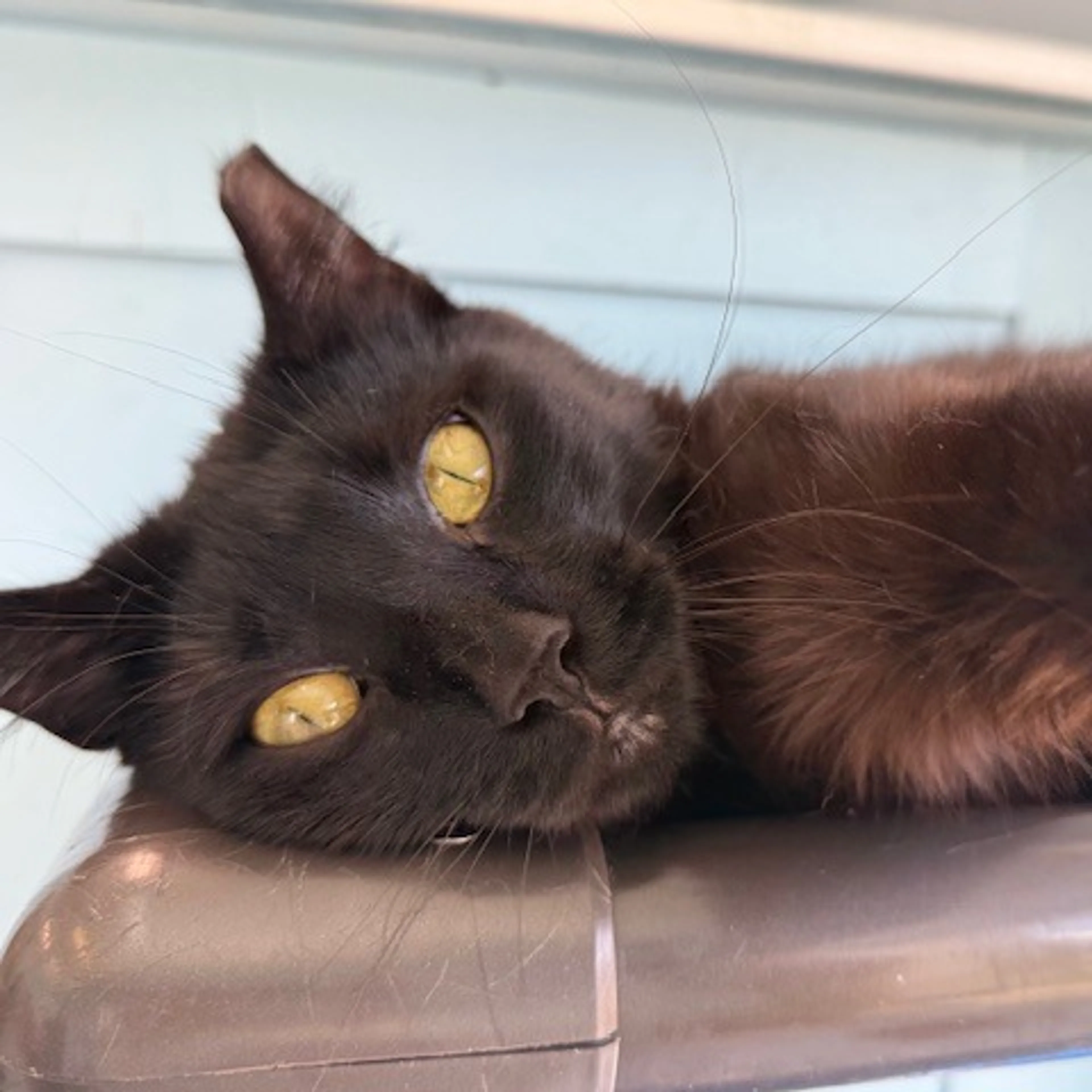 Found pet-6