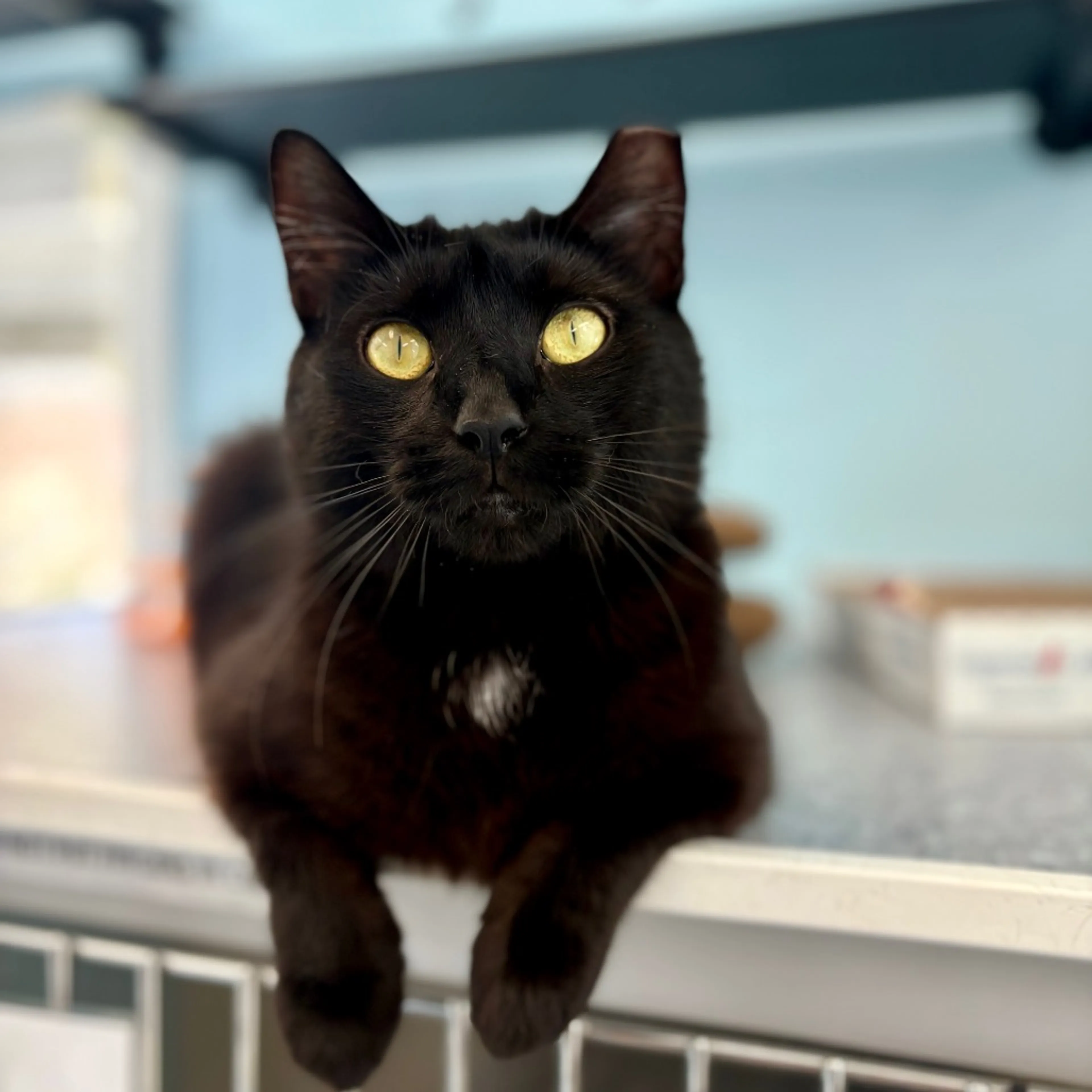 Found pet-12
