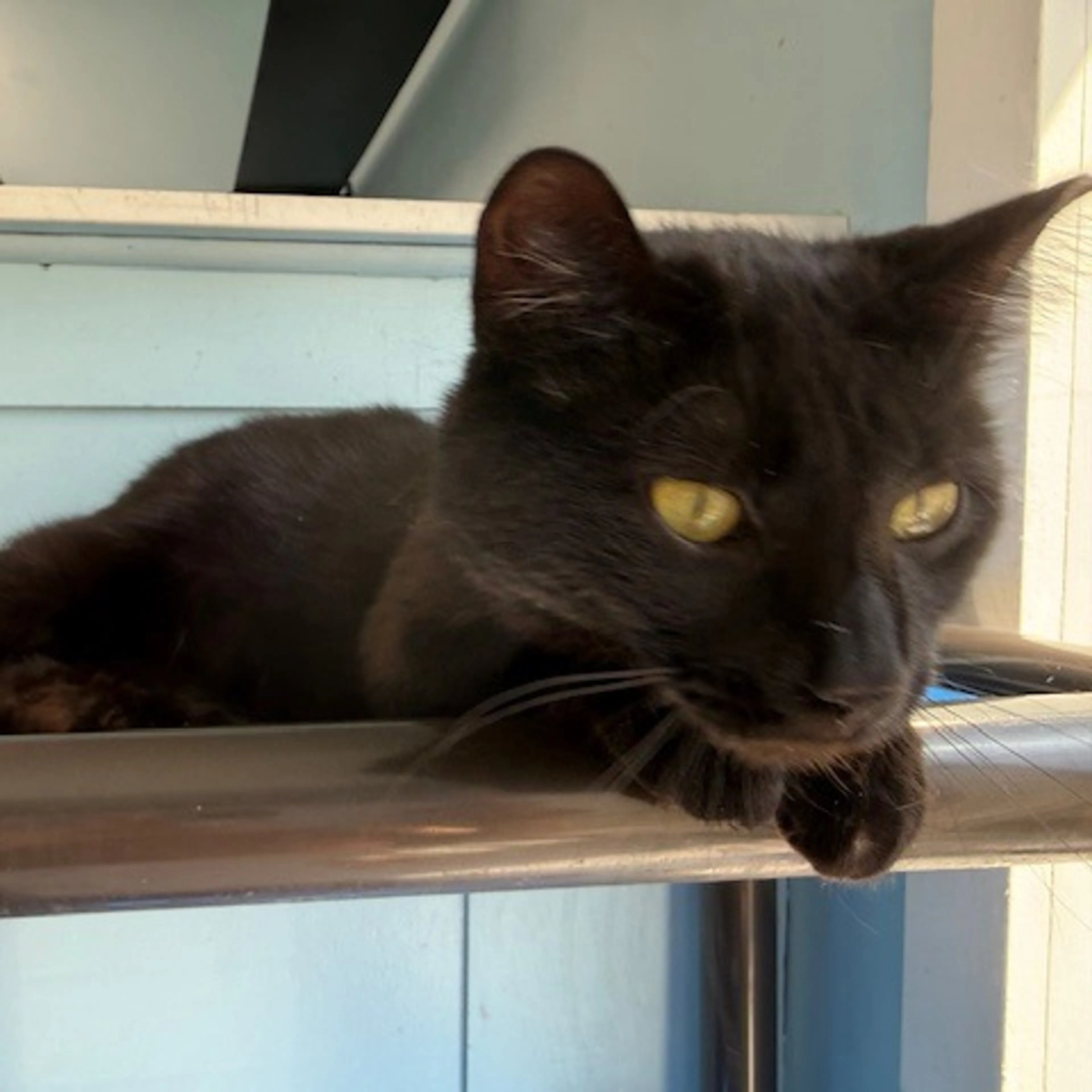 Found pet-2