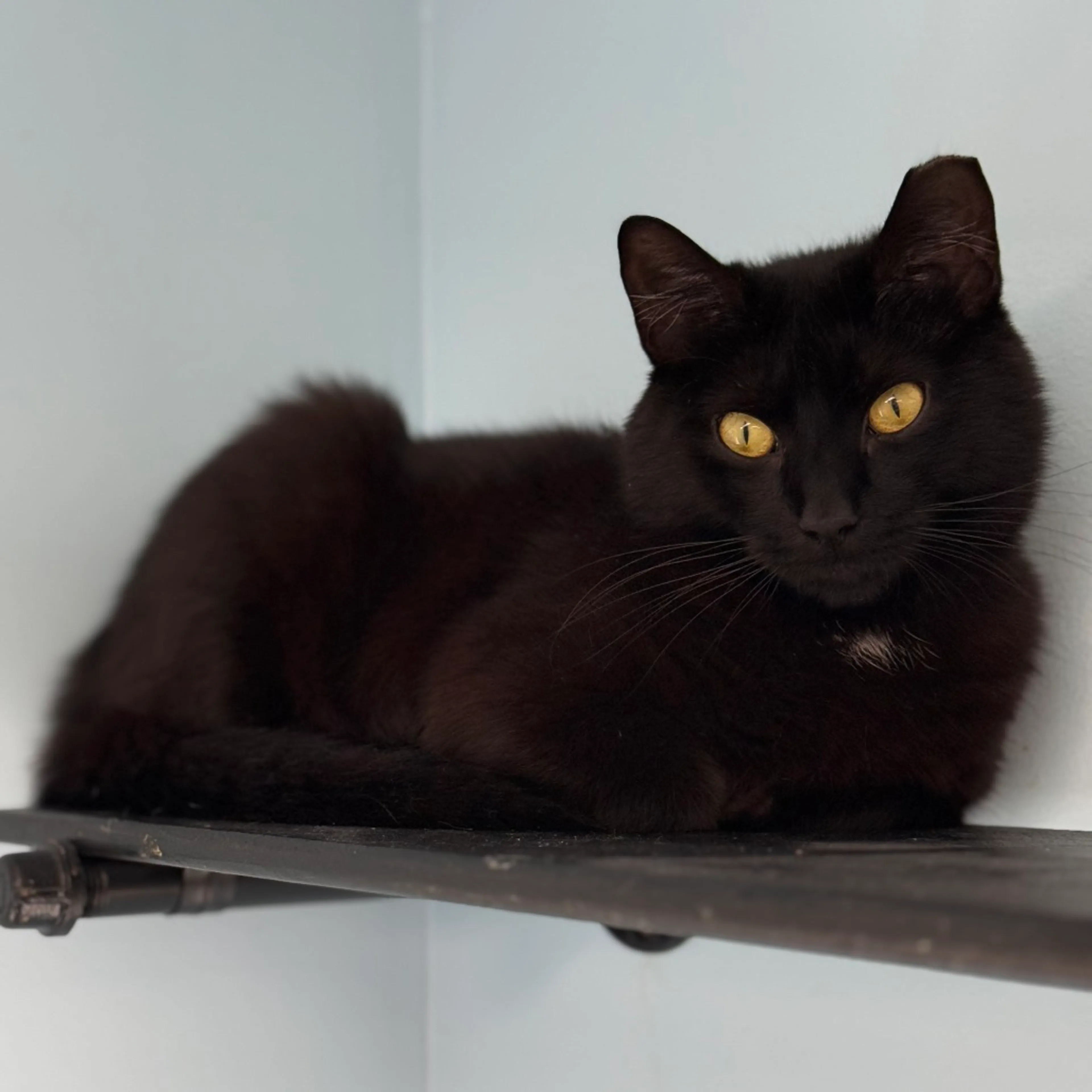 Found pet-7