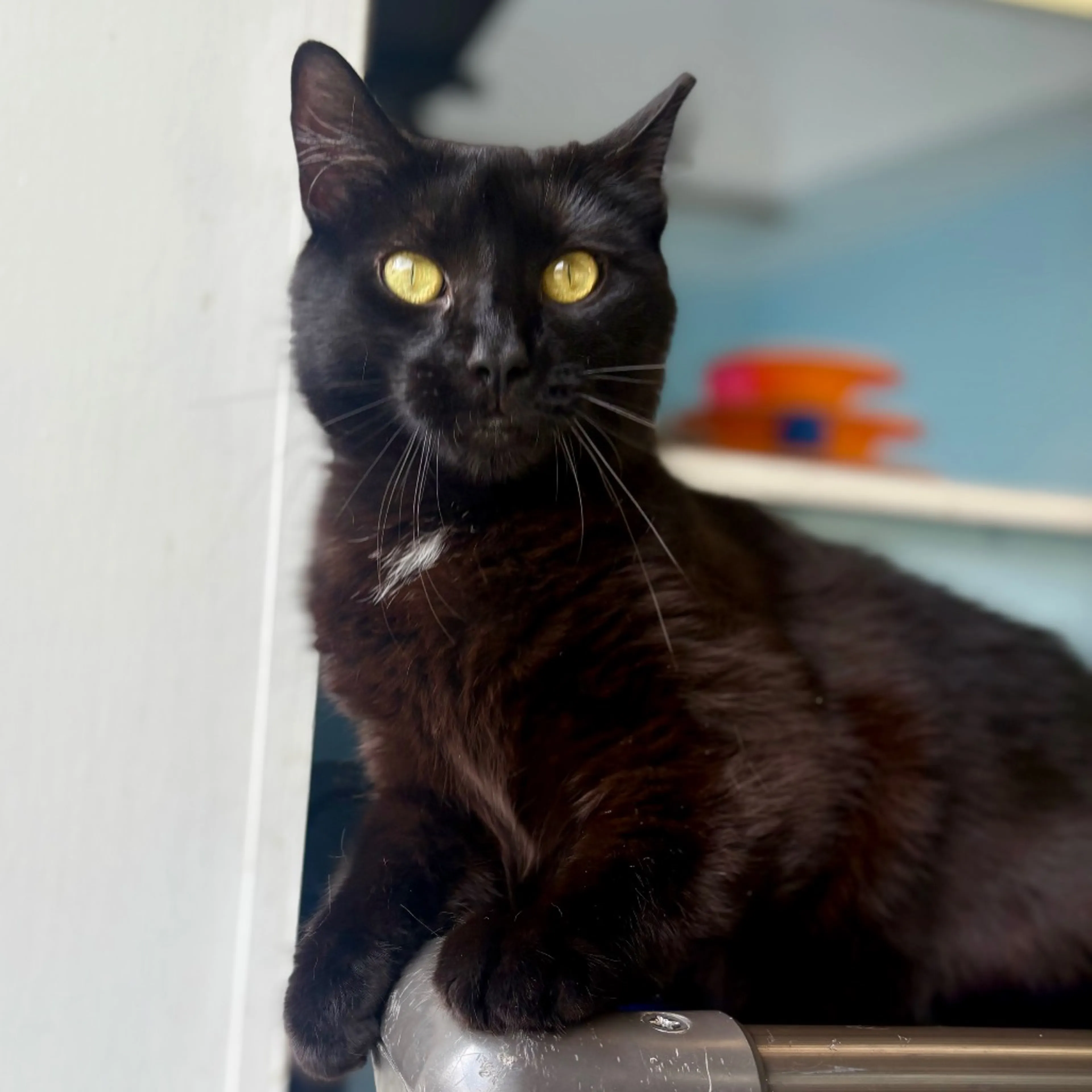 Found pet-11