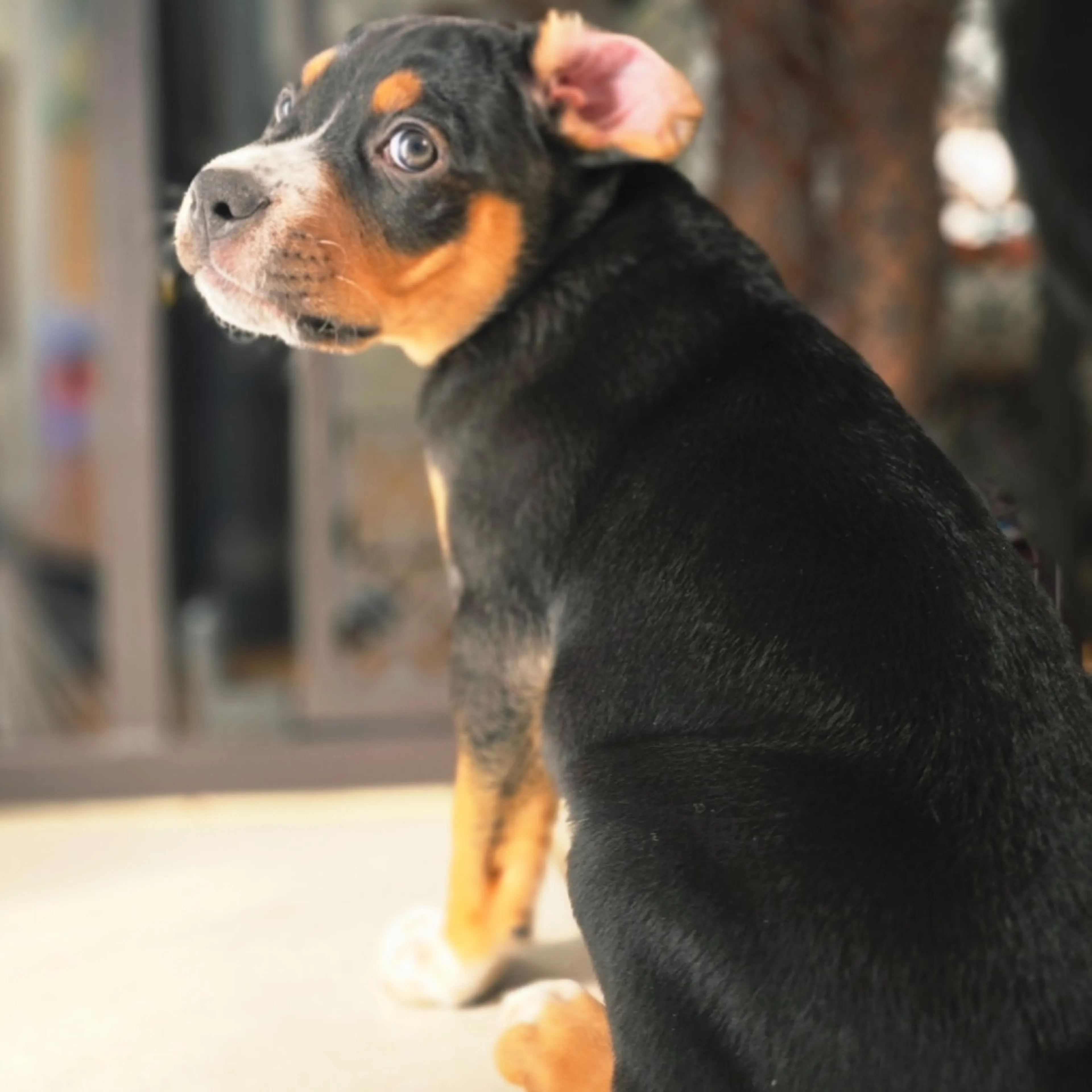 Found pet-5