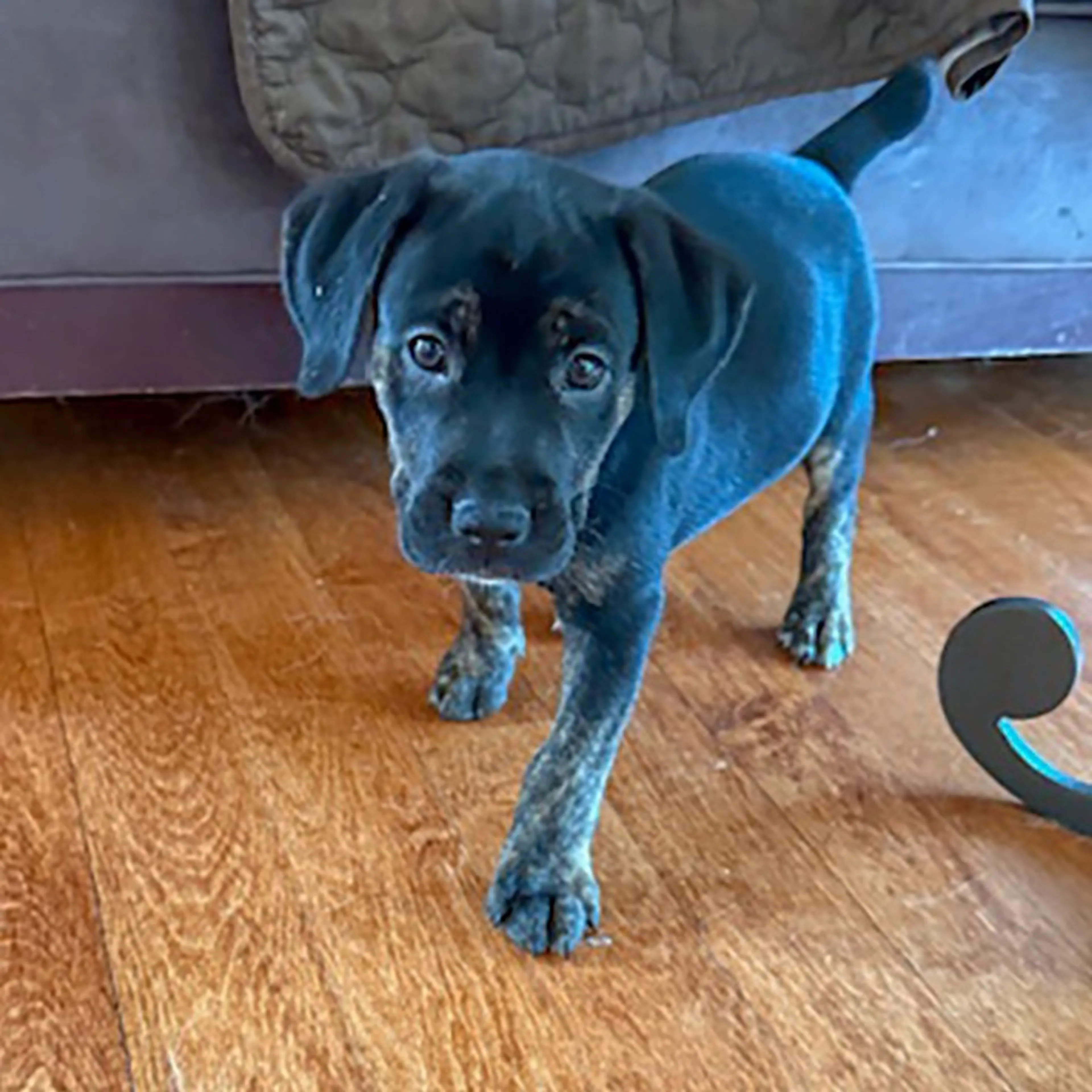 Found pet-4