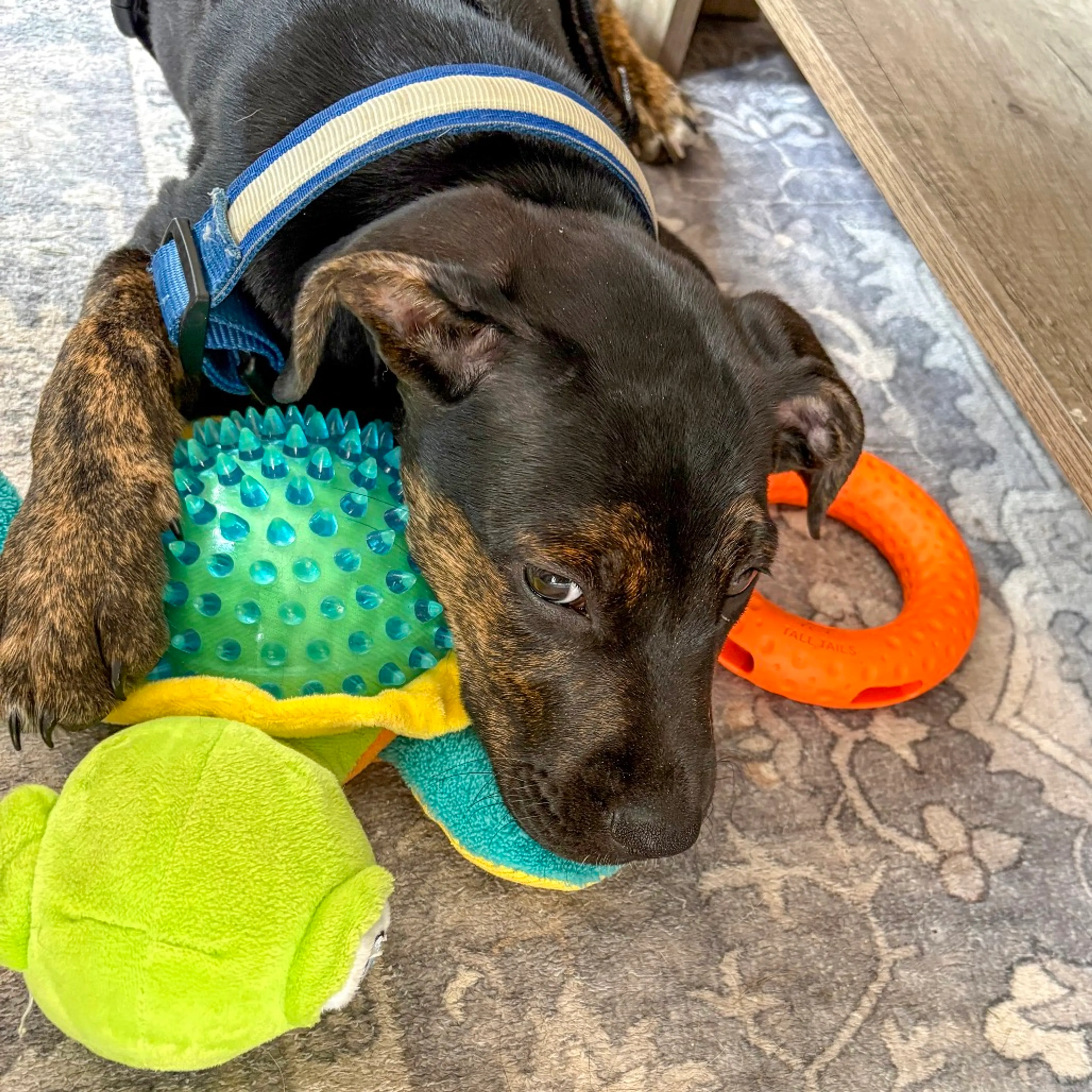 Found pet-8