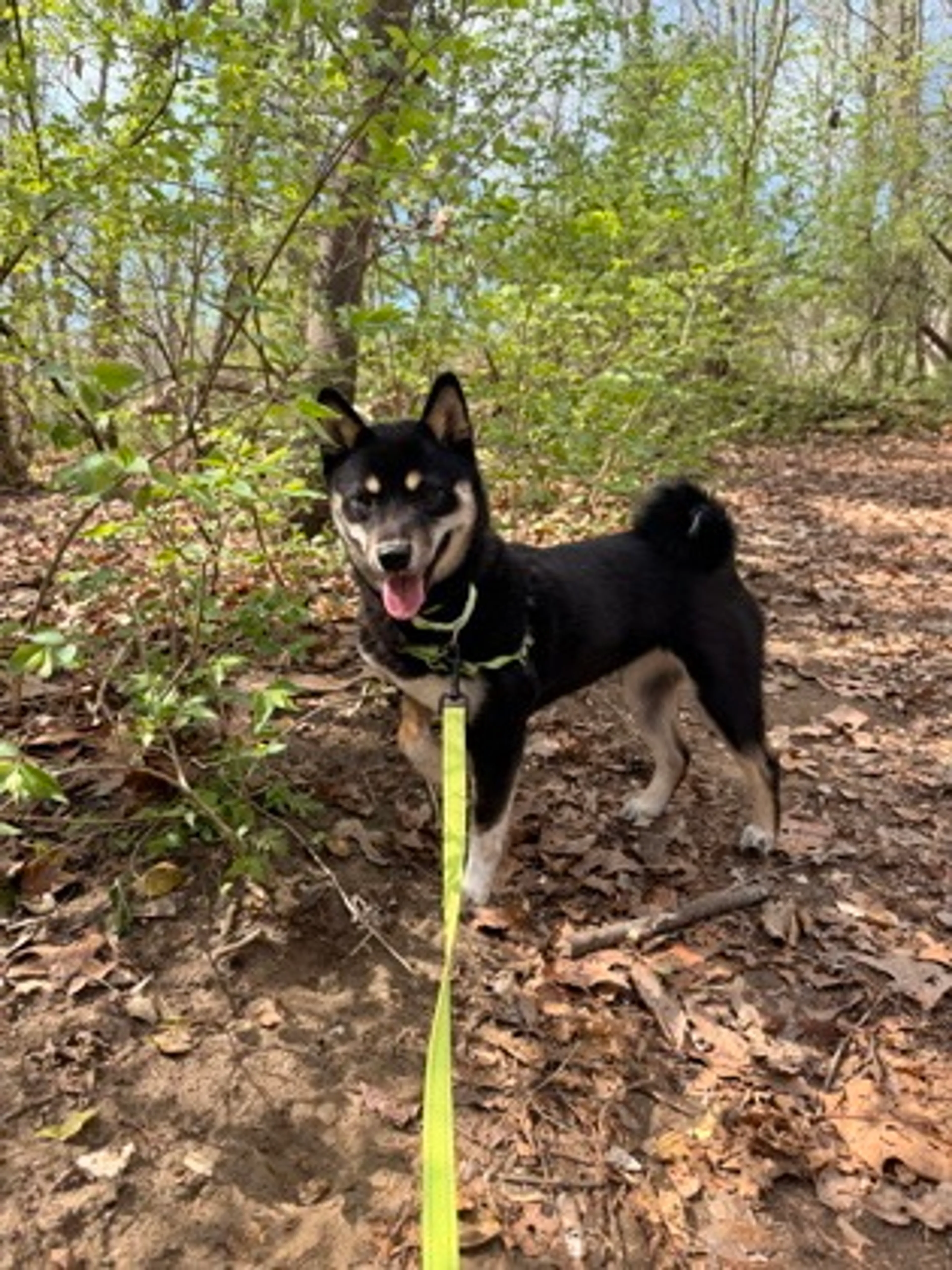 Found pet-2