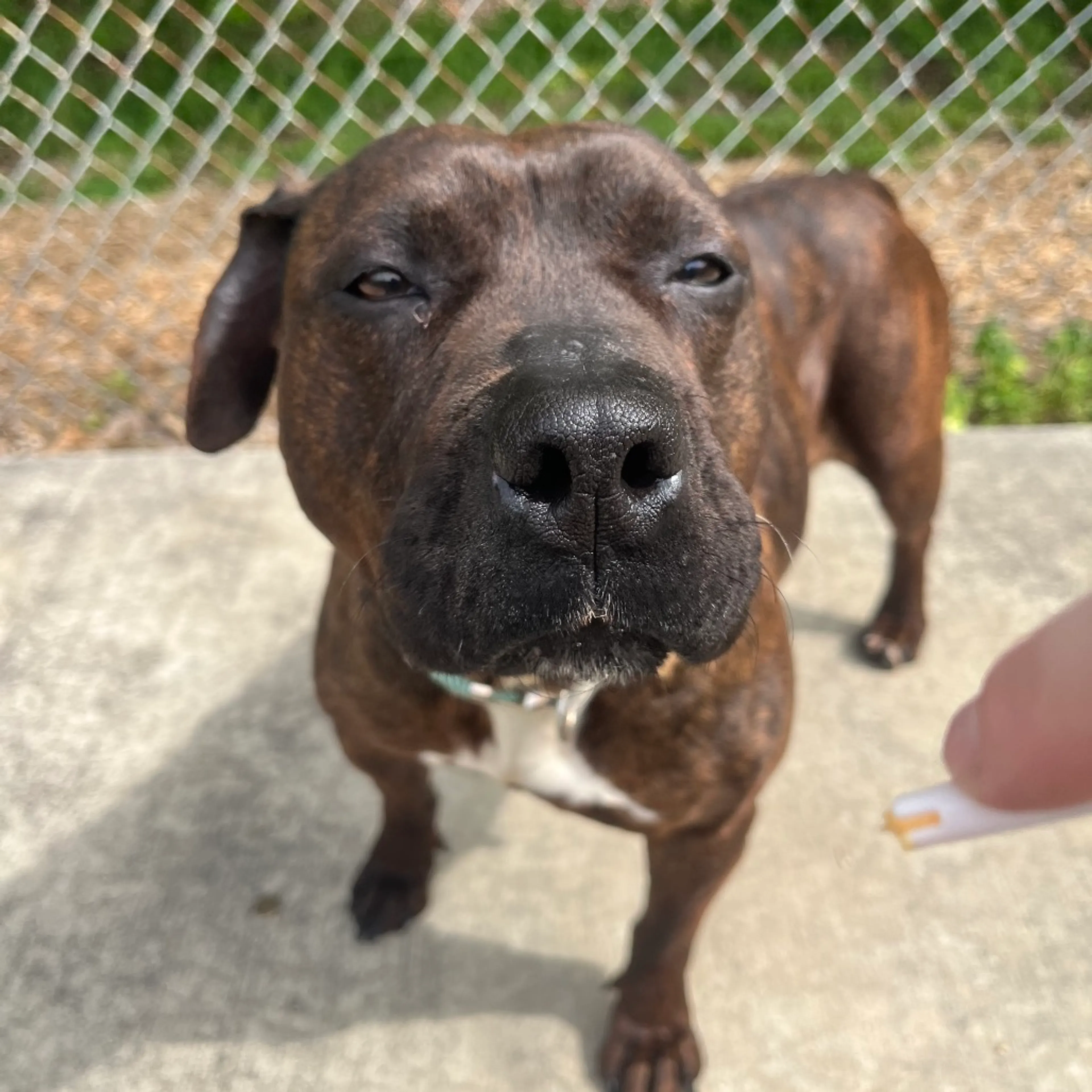 Found pet-5