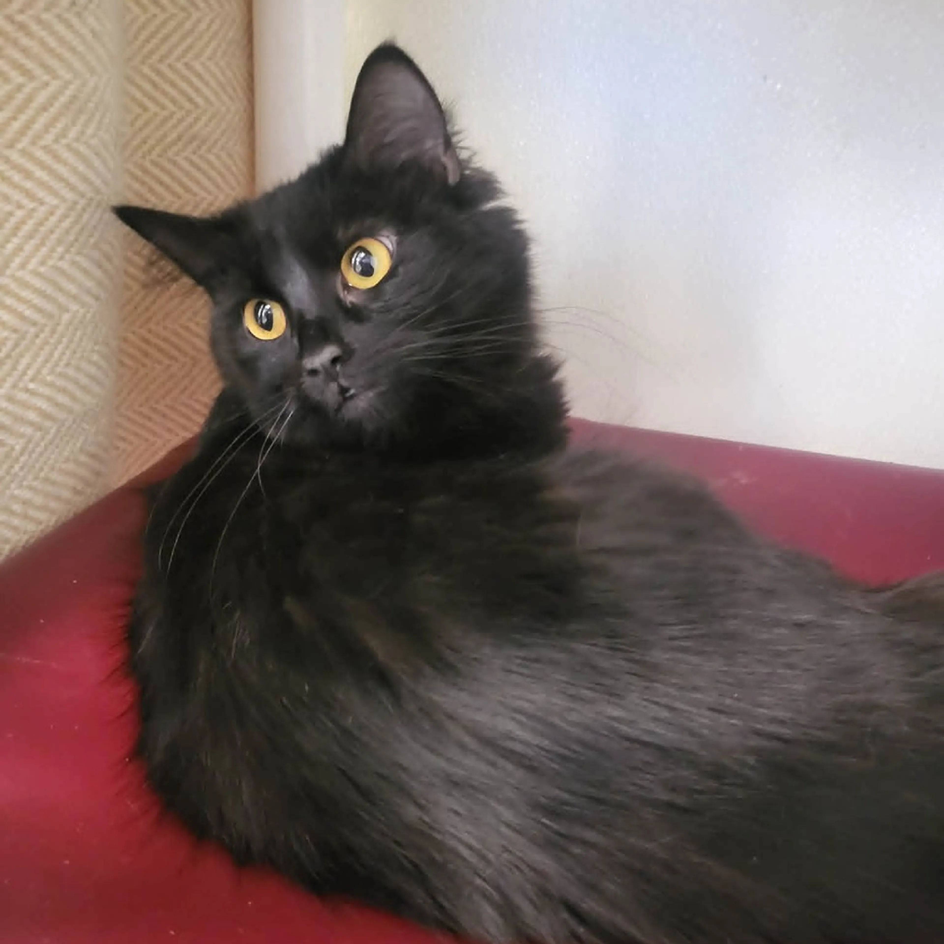 Found pet-3