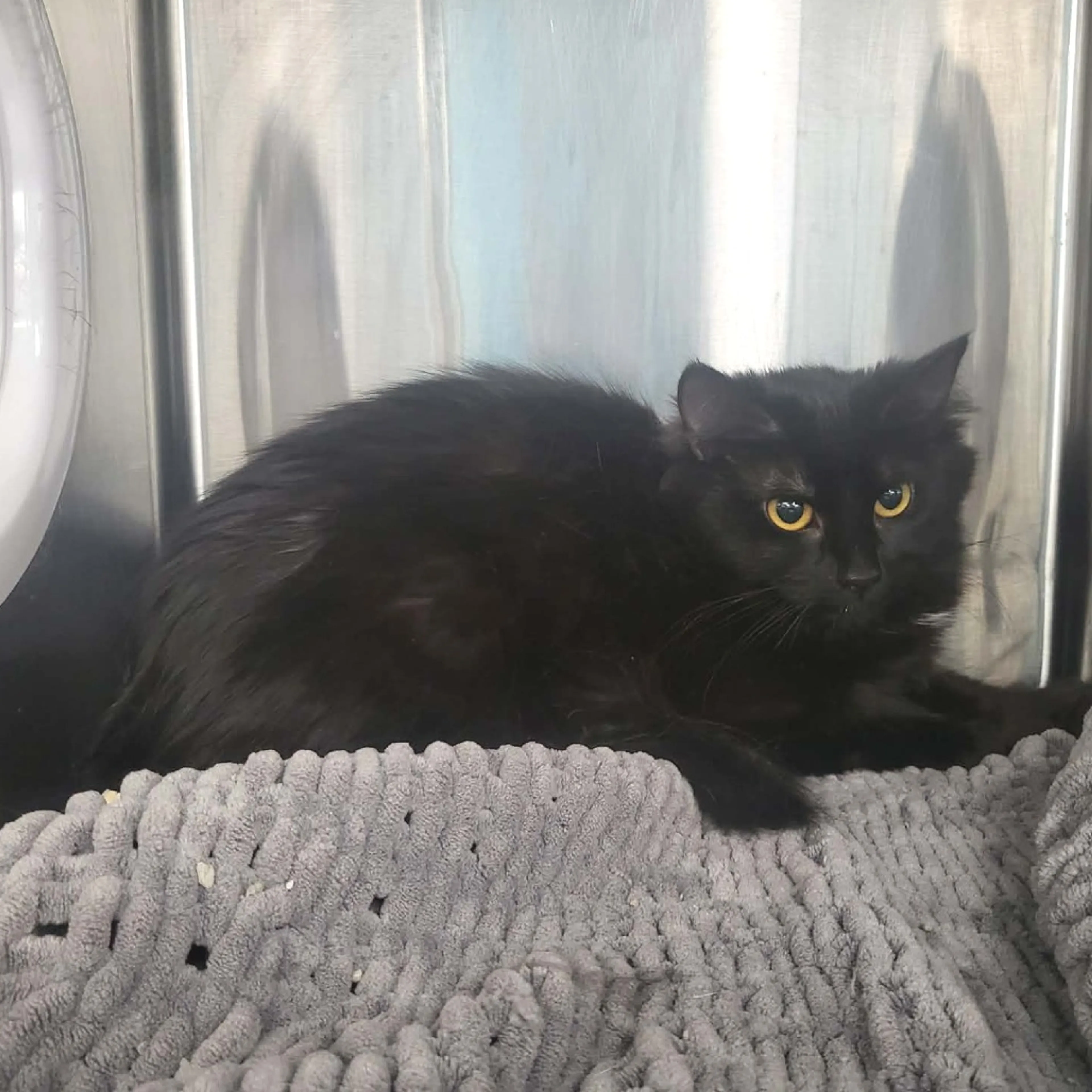Found pet-1