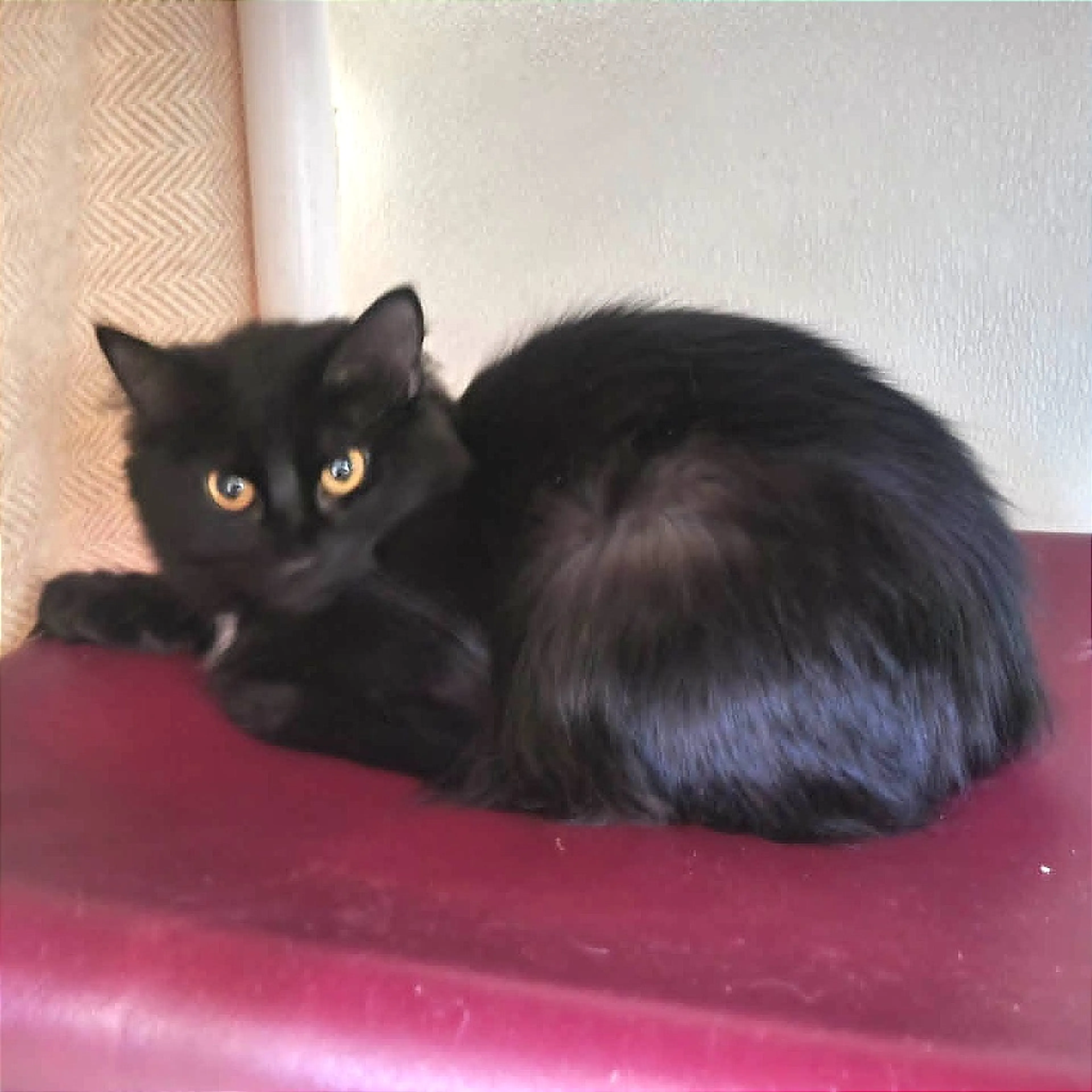 Found pet-2