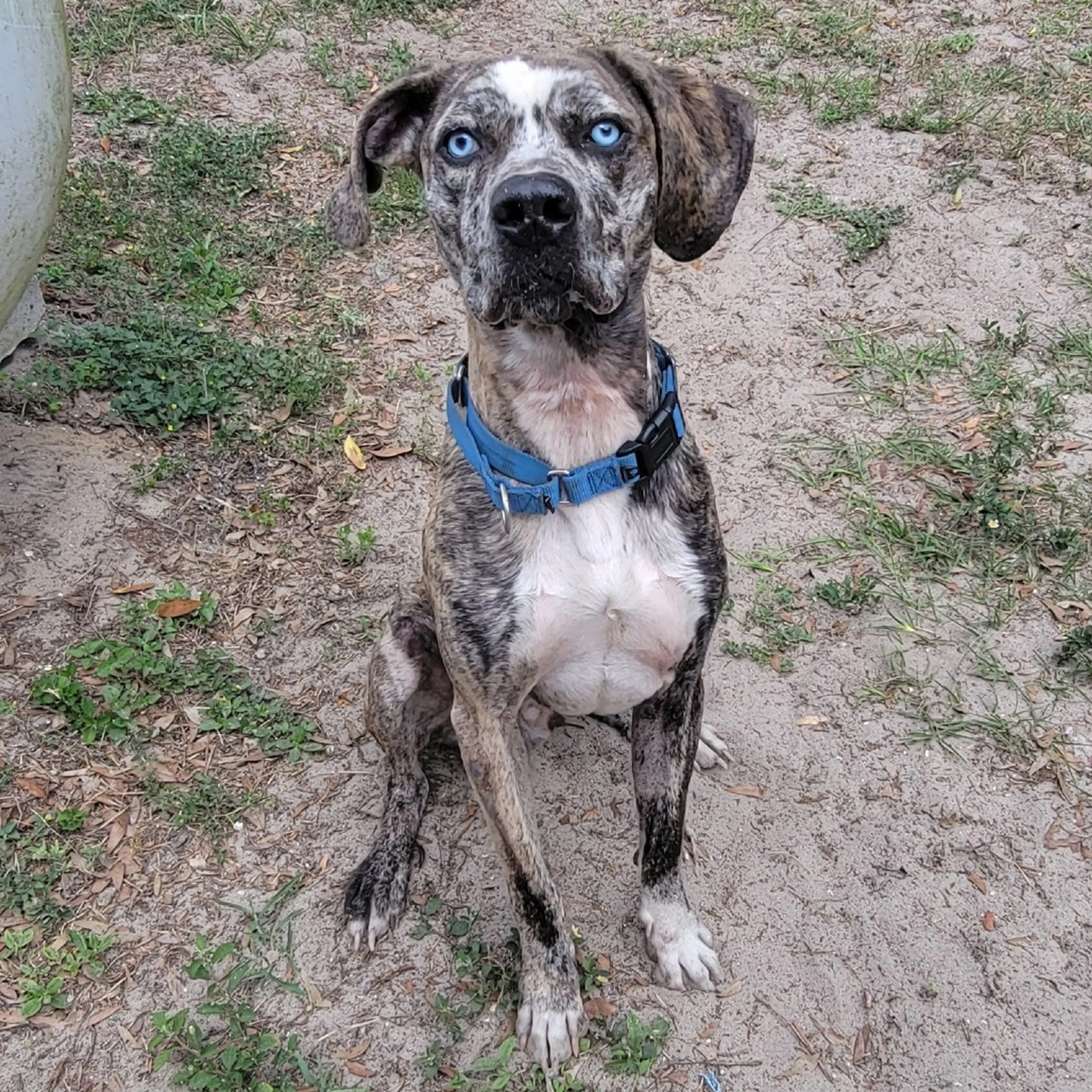 Found pet-4