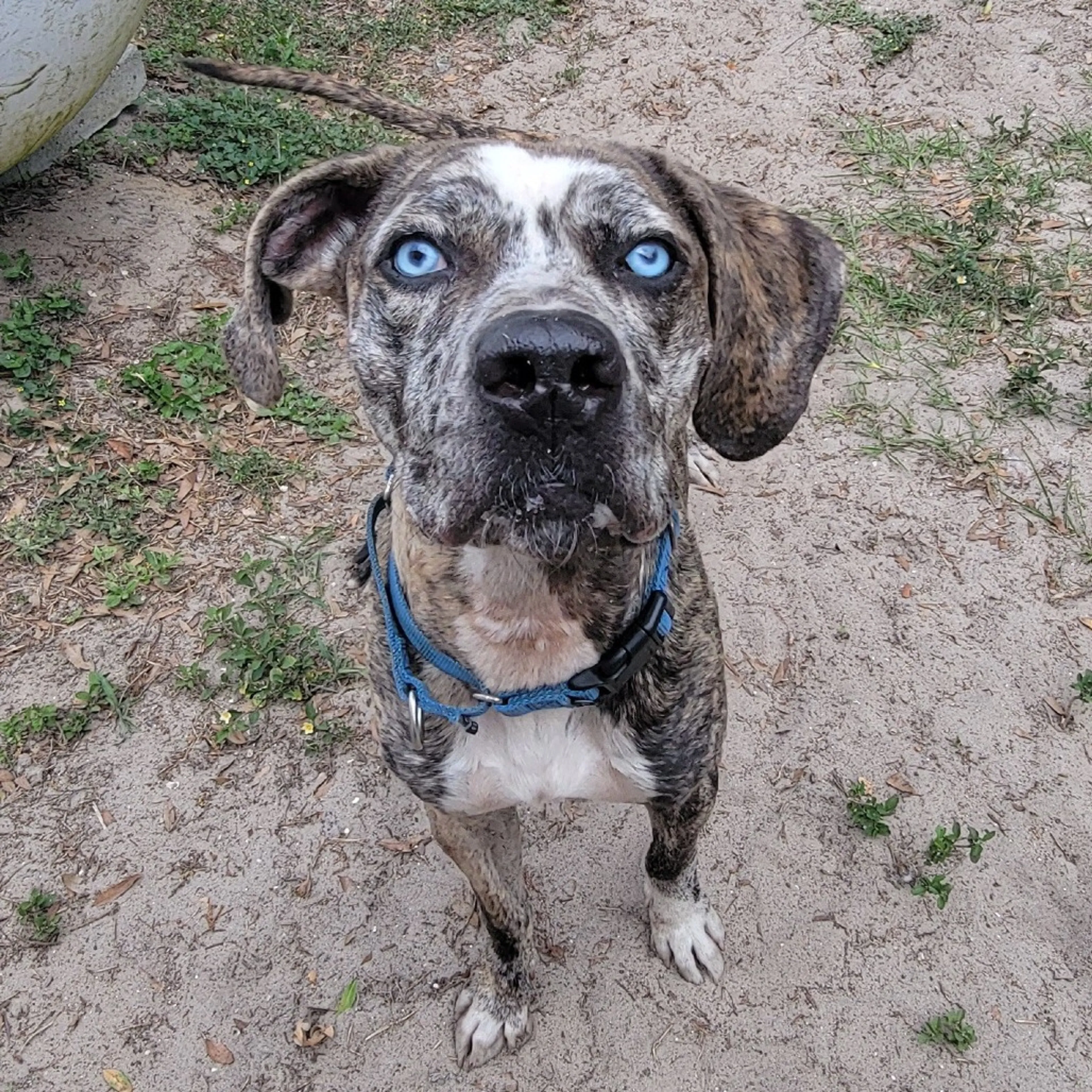 Found pet-5