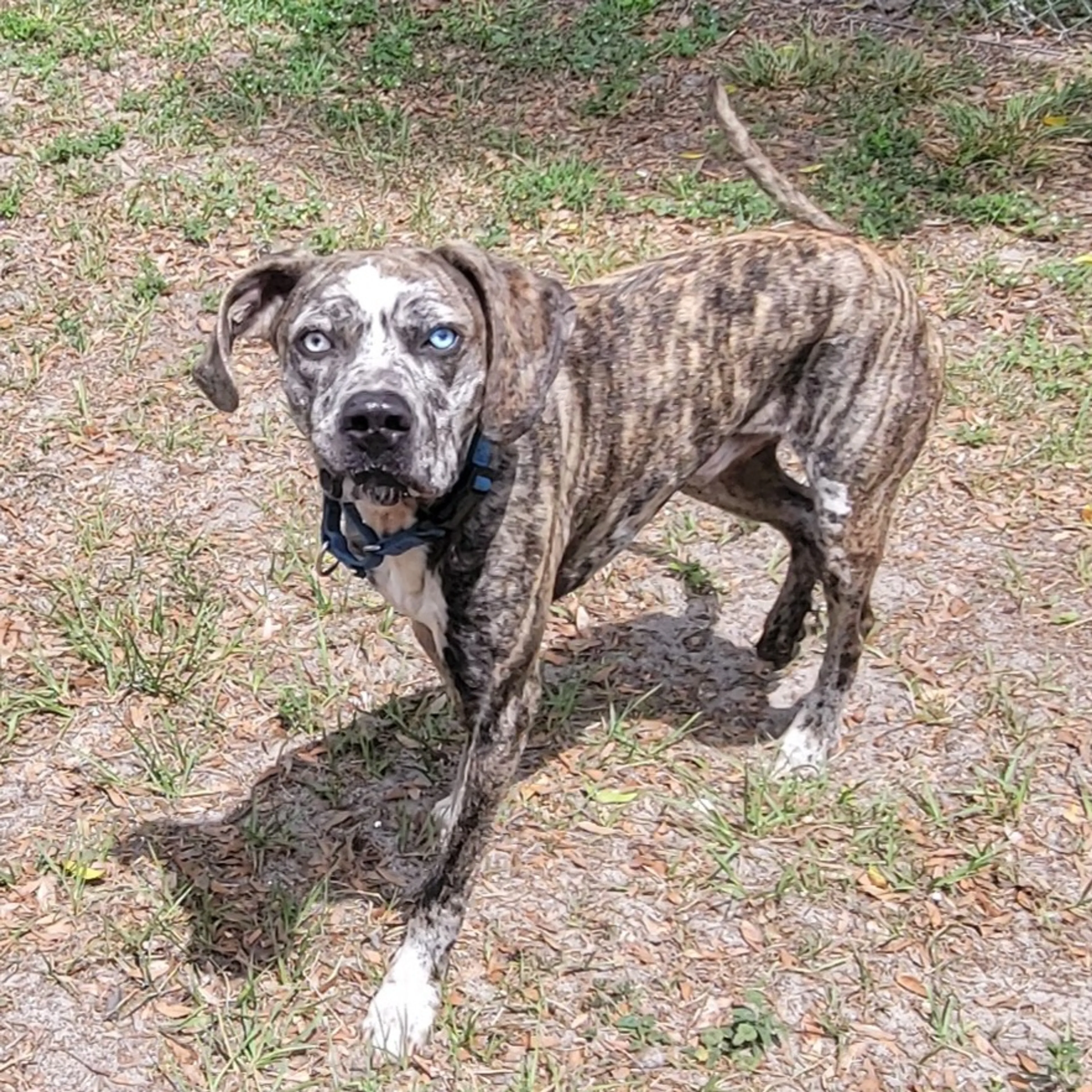 Found pet-2