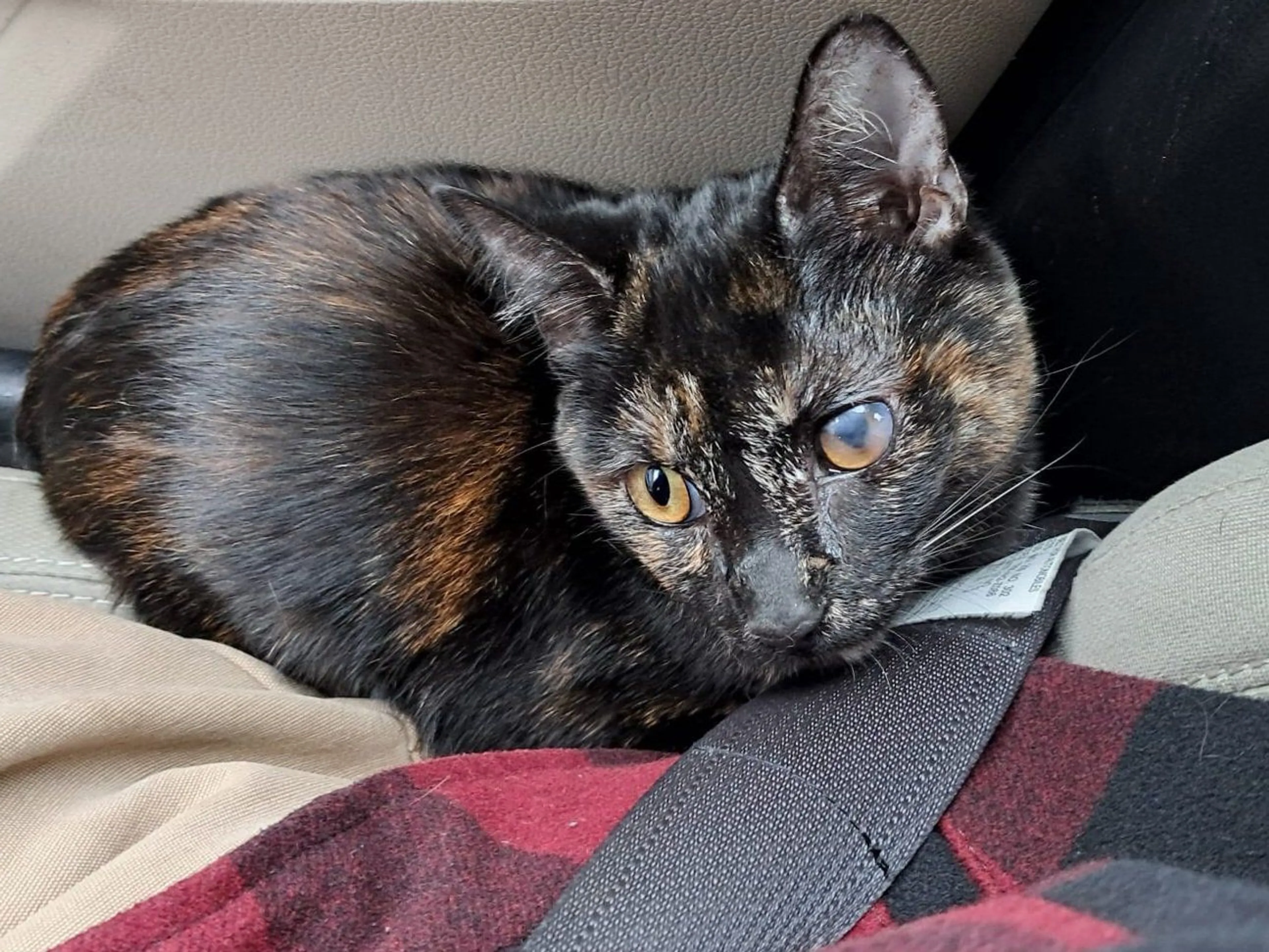 Lost pet-0