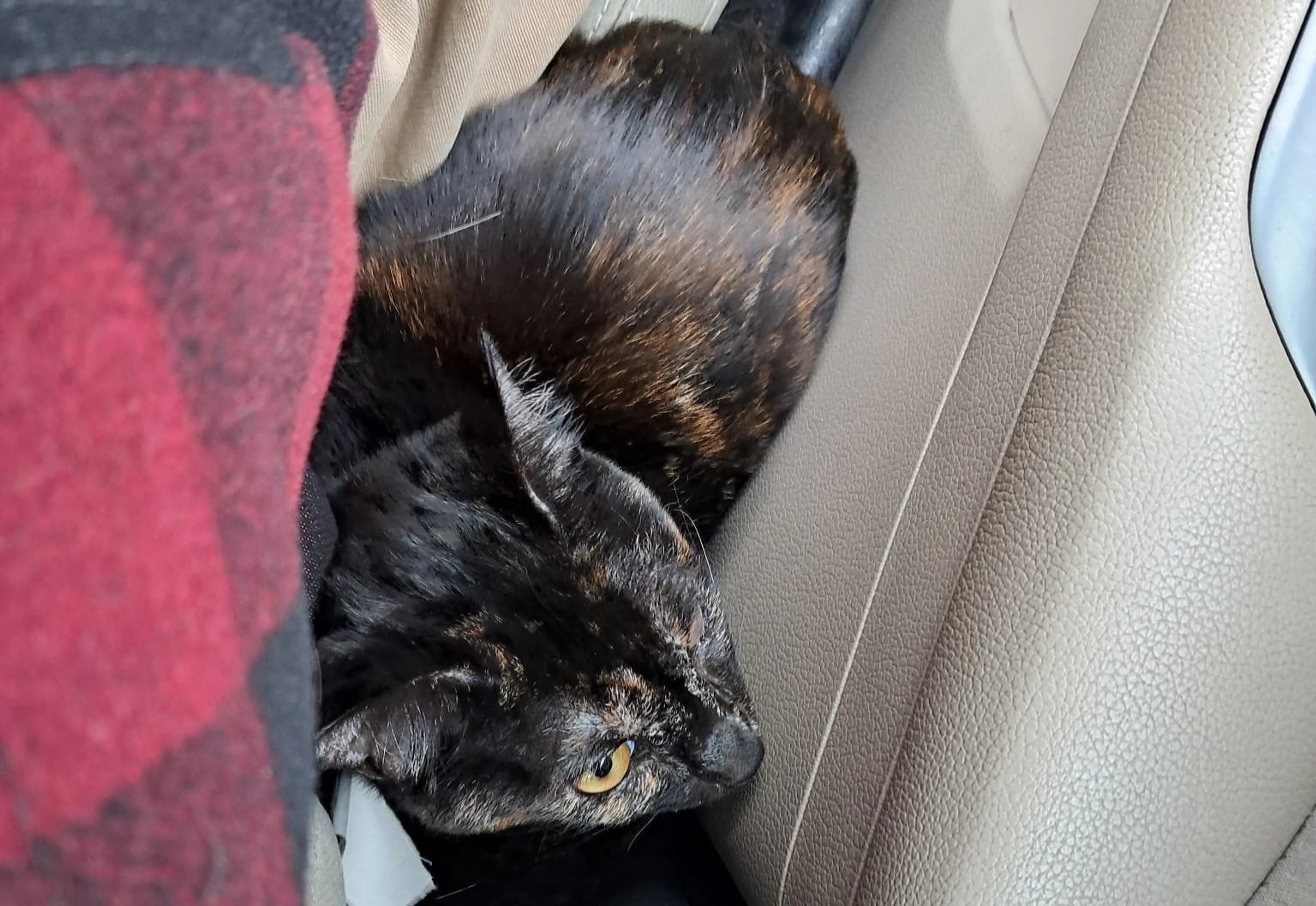 Lost pet-1