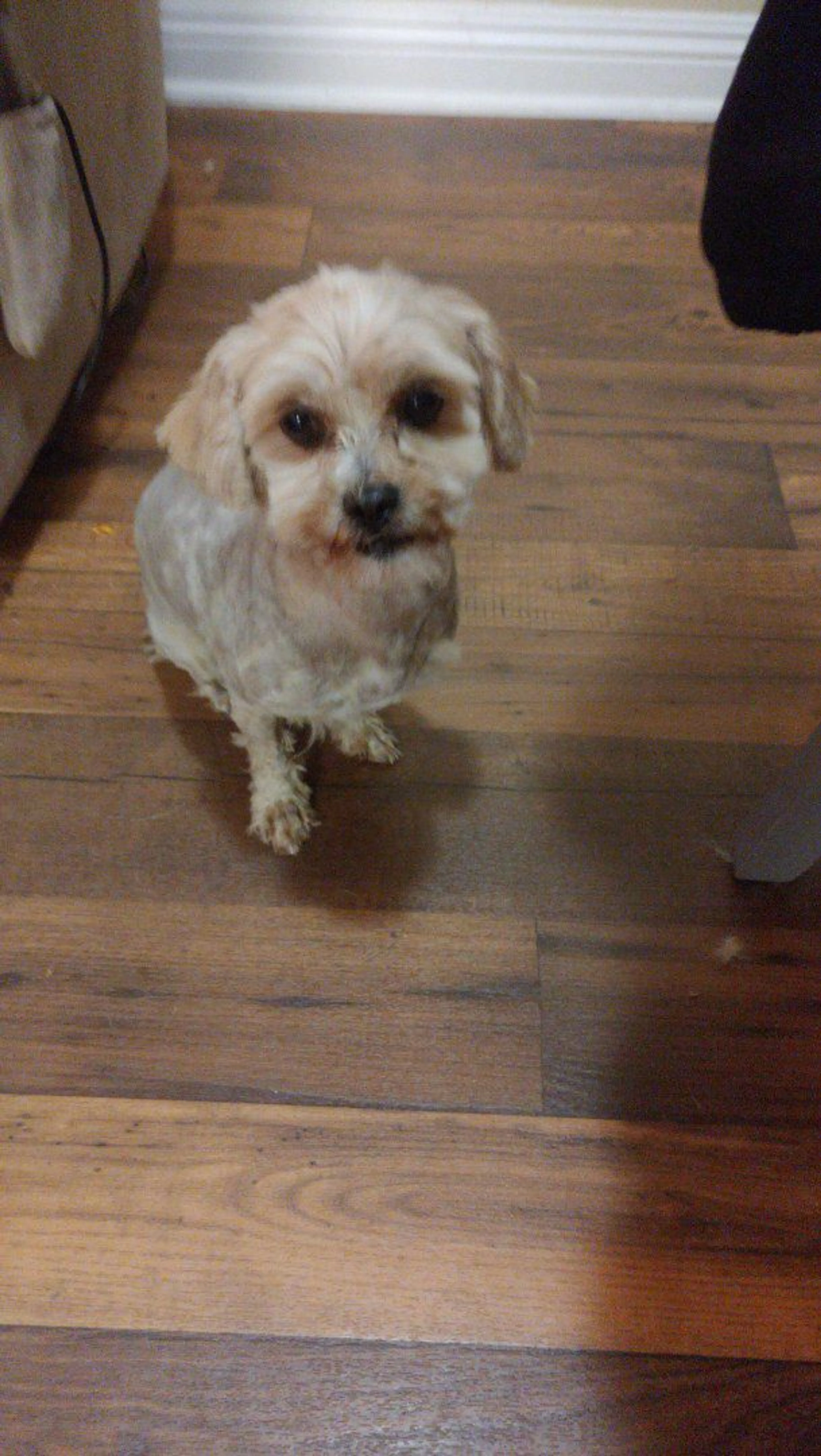 Lost pet-1