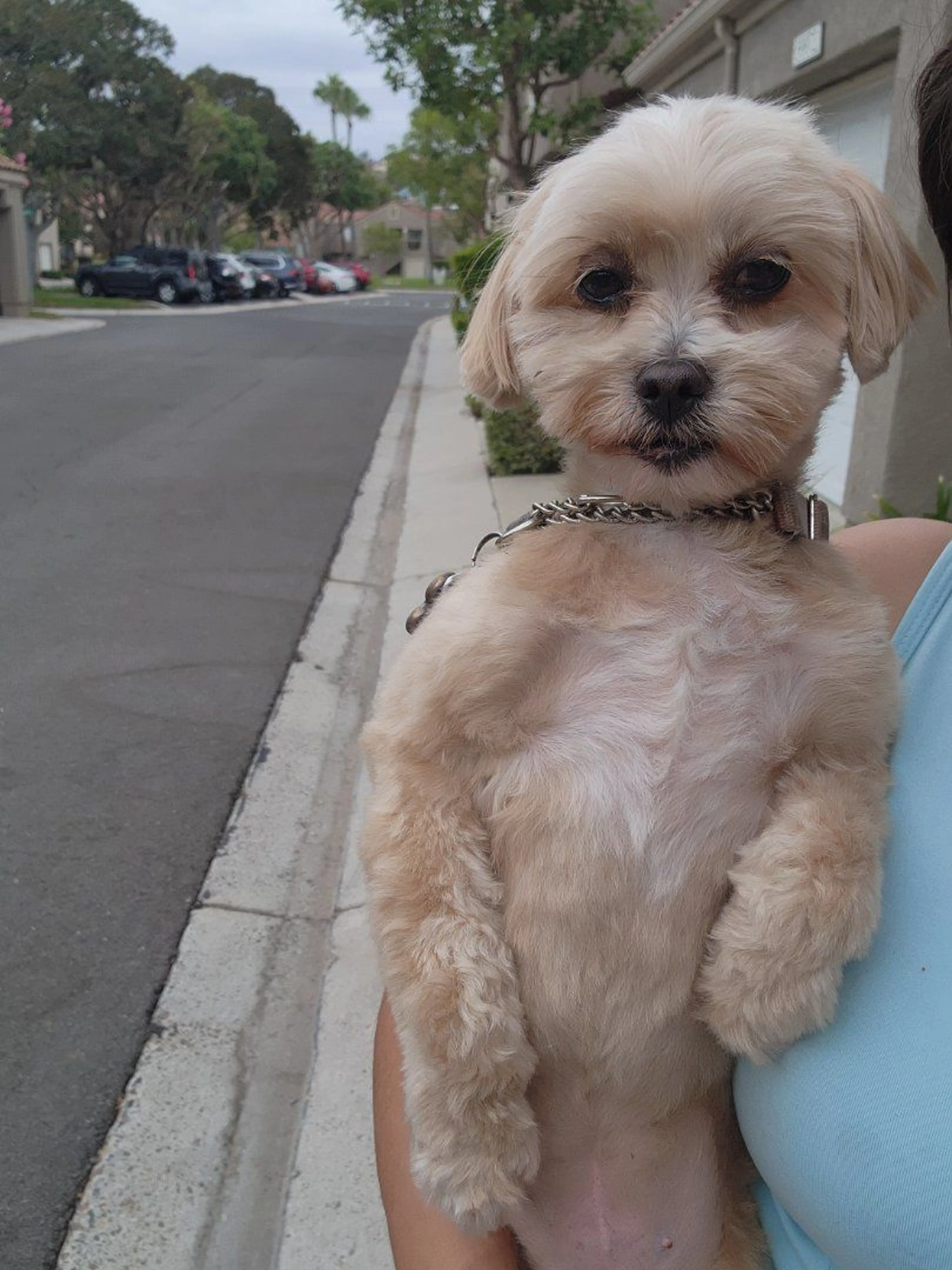 Lost pet-3