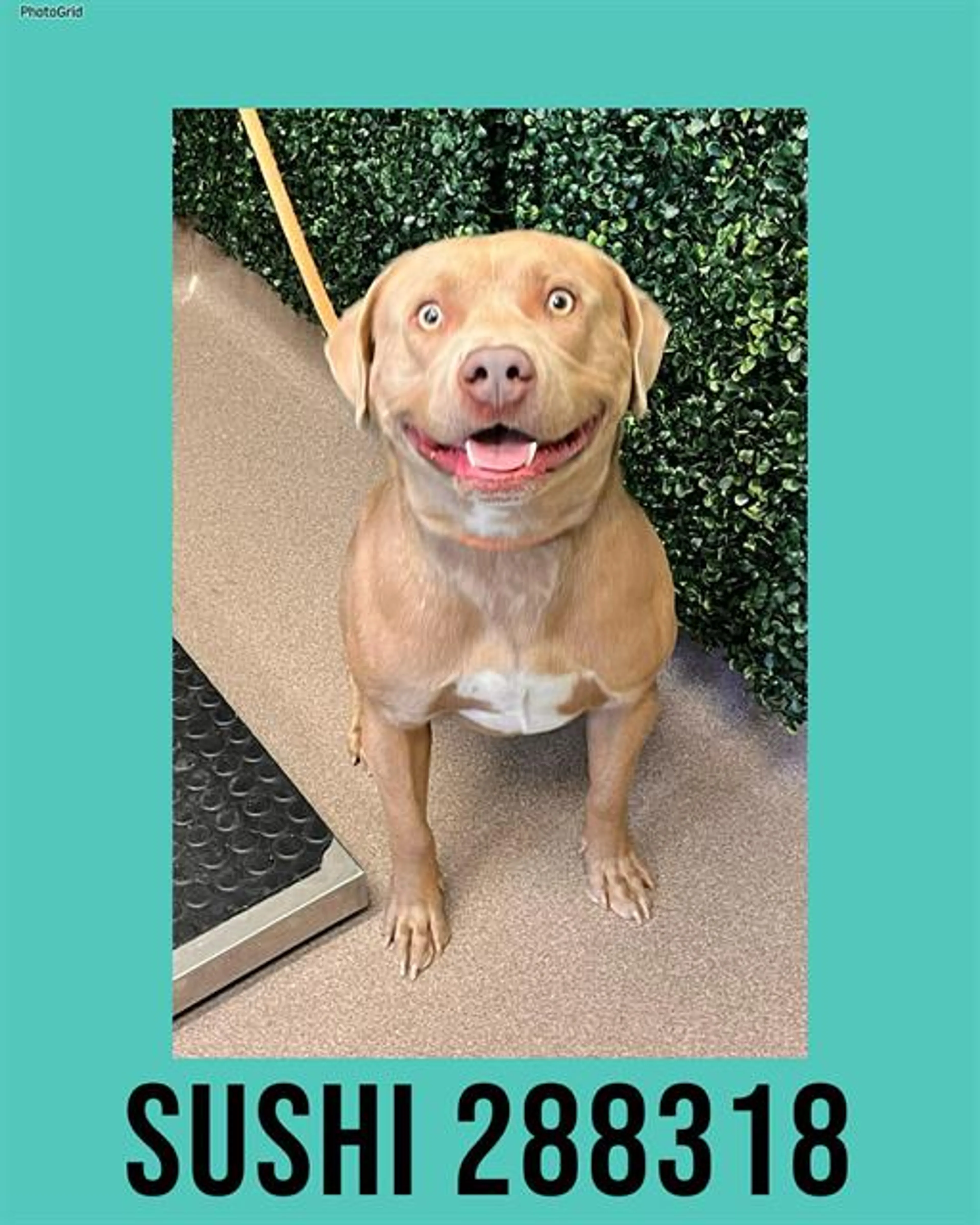 Found pet