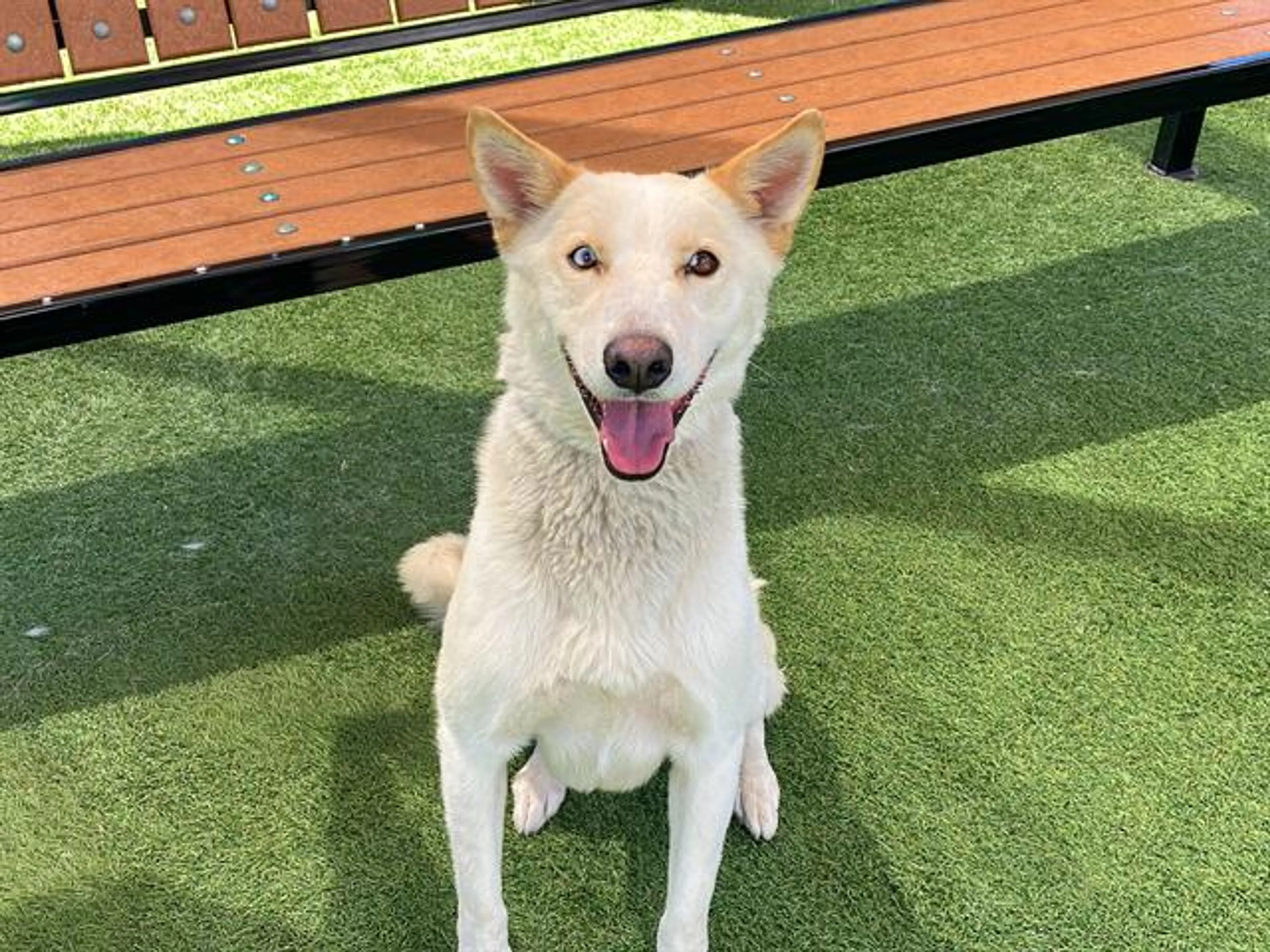 Found pet