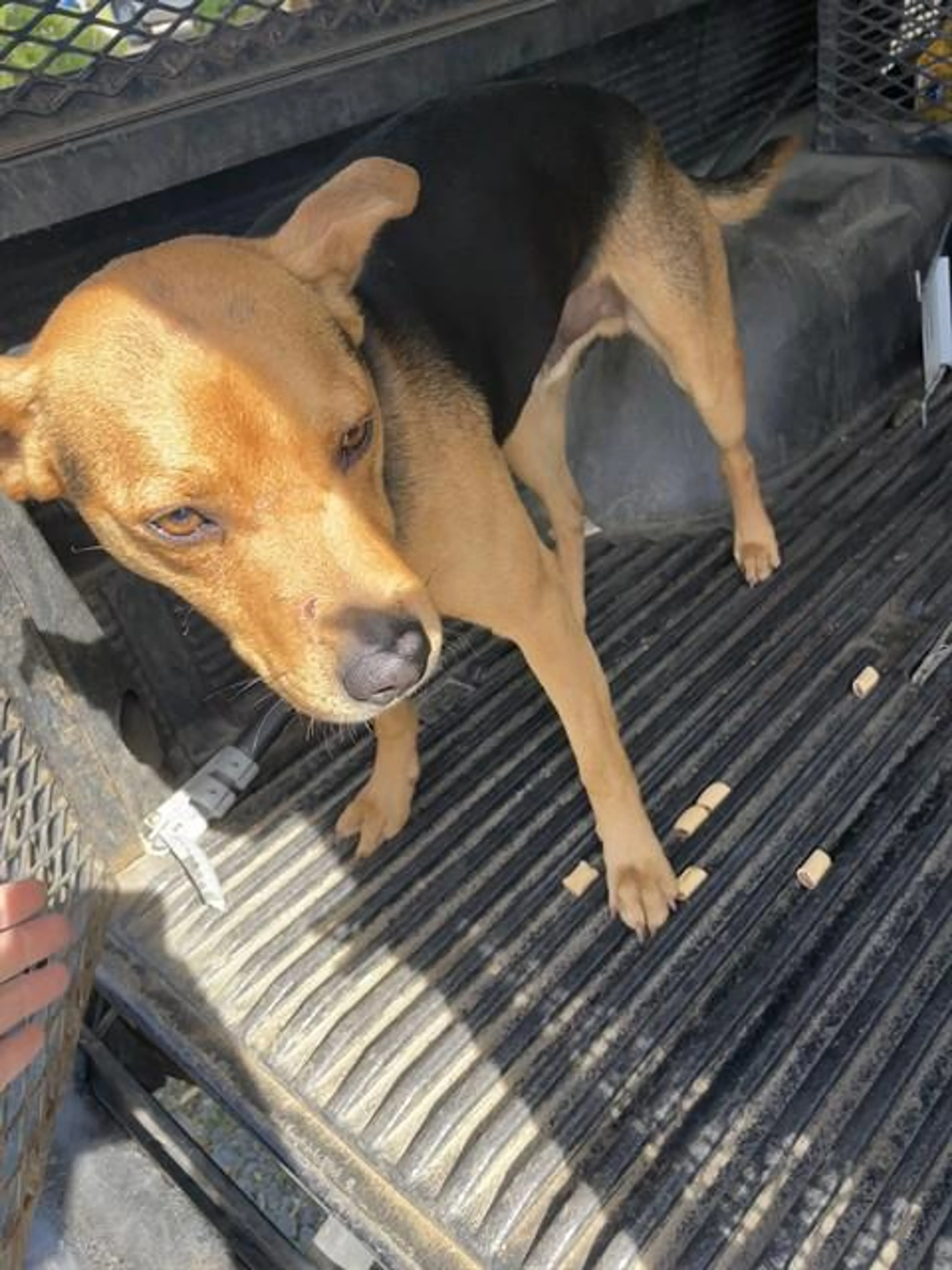 Found pet