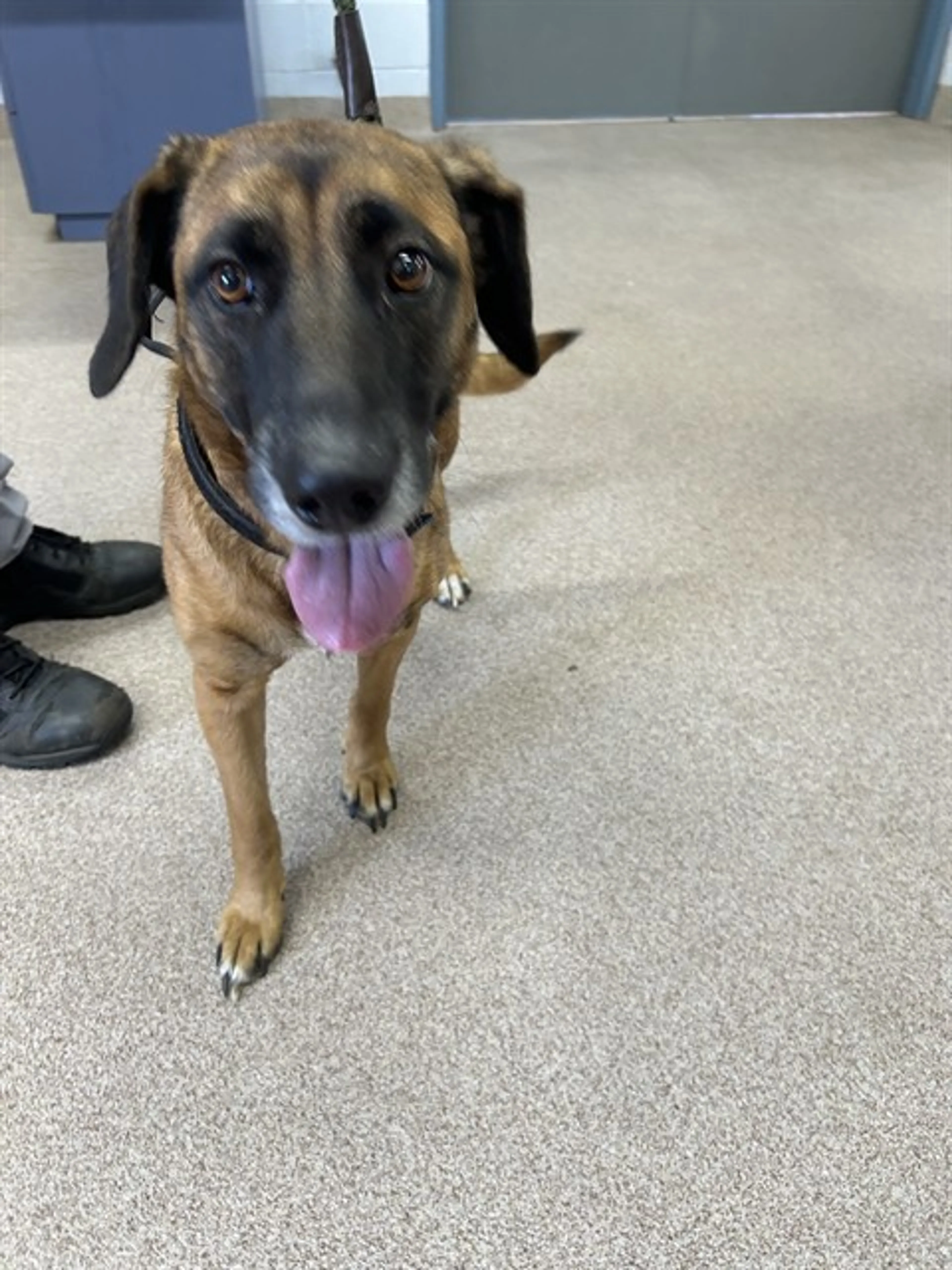 Found pet